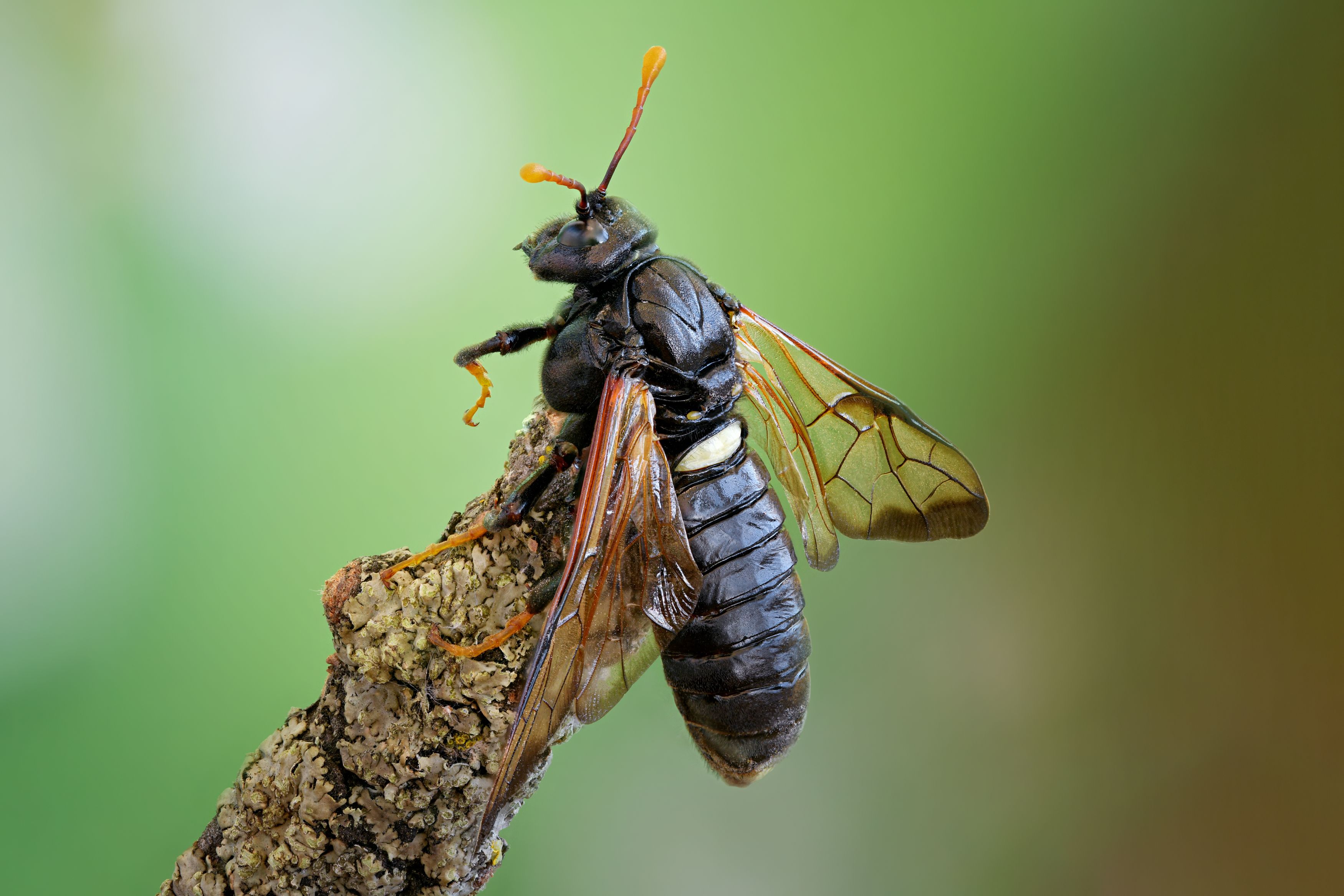 , Антон Финевич