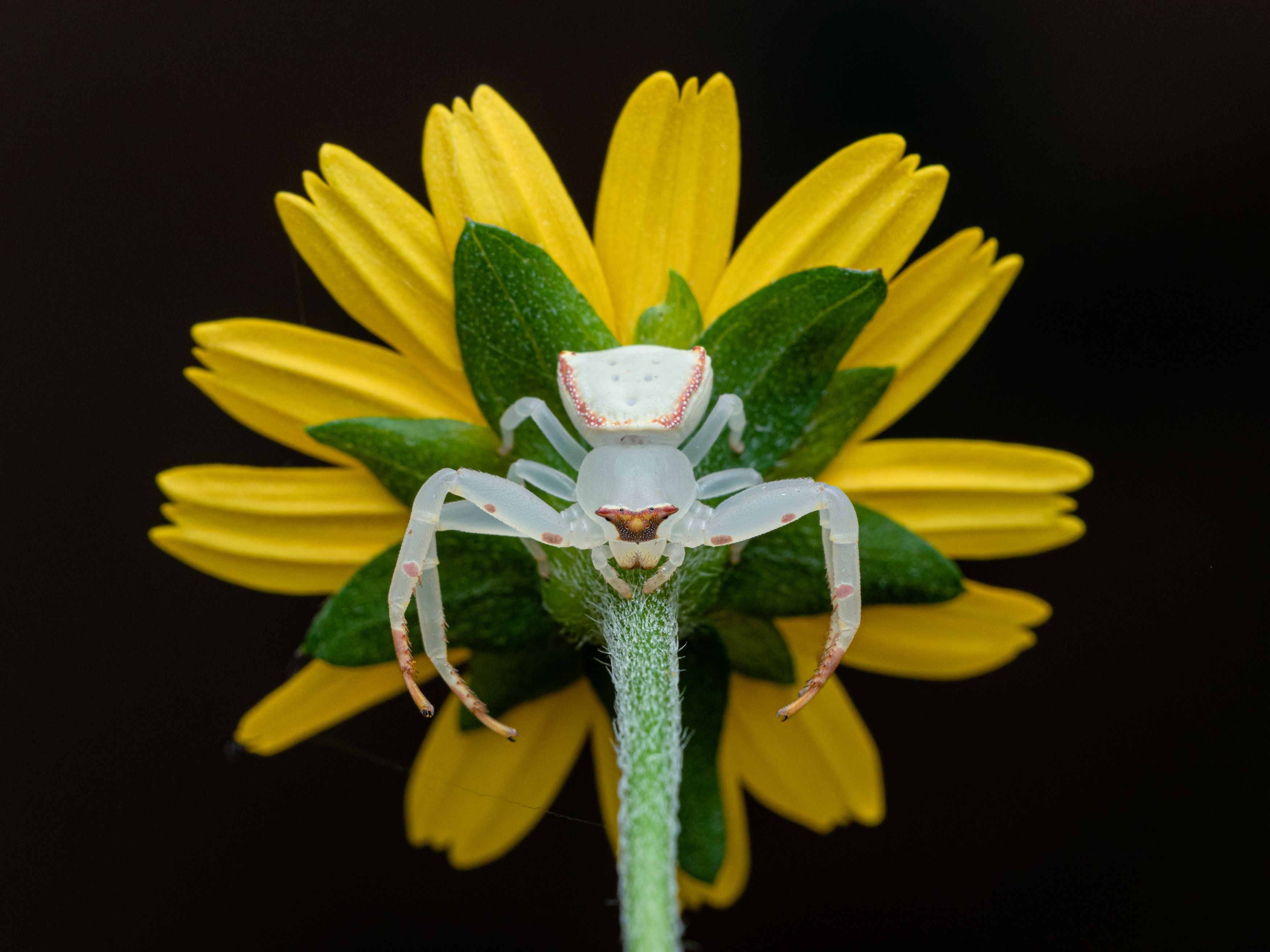 #macro #spider #outdoor, Manjunath Acharya
