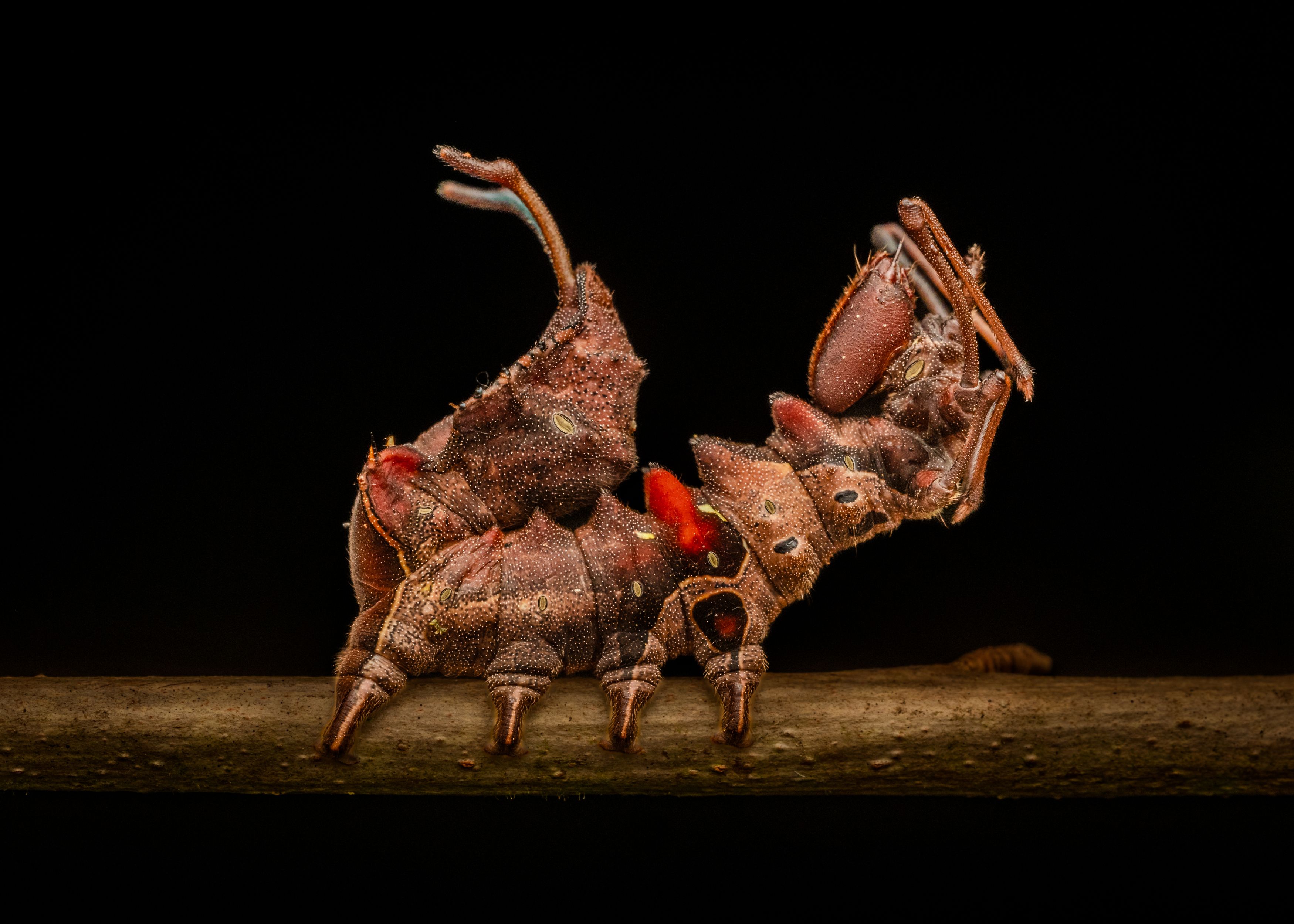 #caterpillar #moth #macro #closeup, Manjunath Acharya