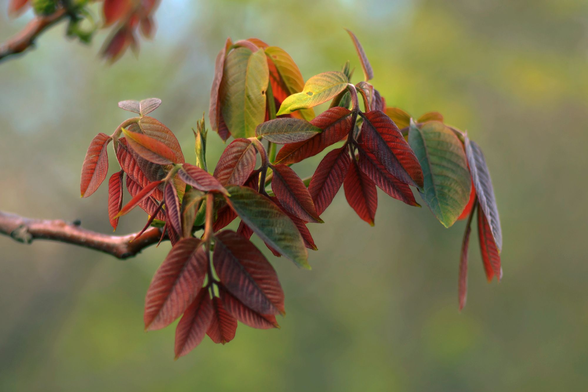 , Лысенко Сергей