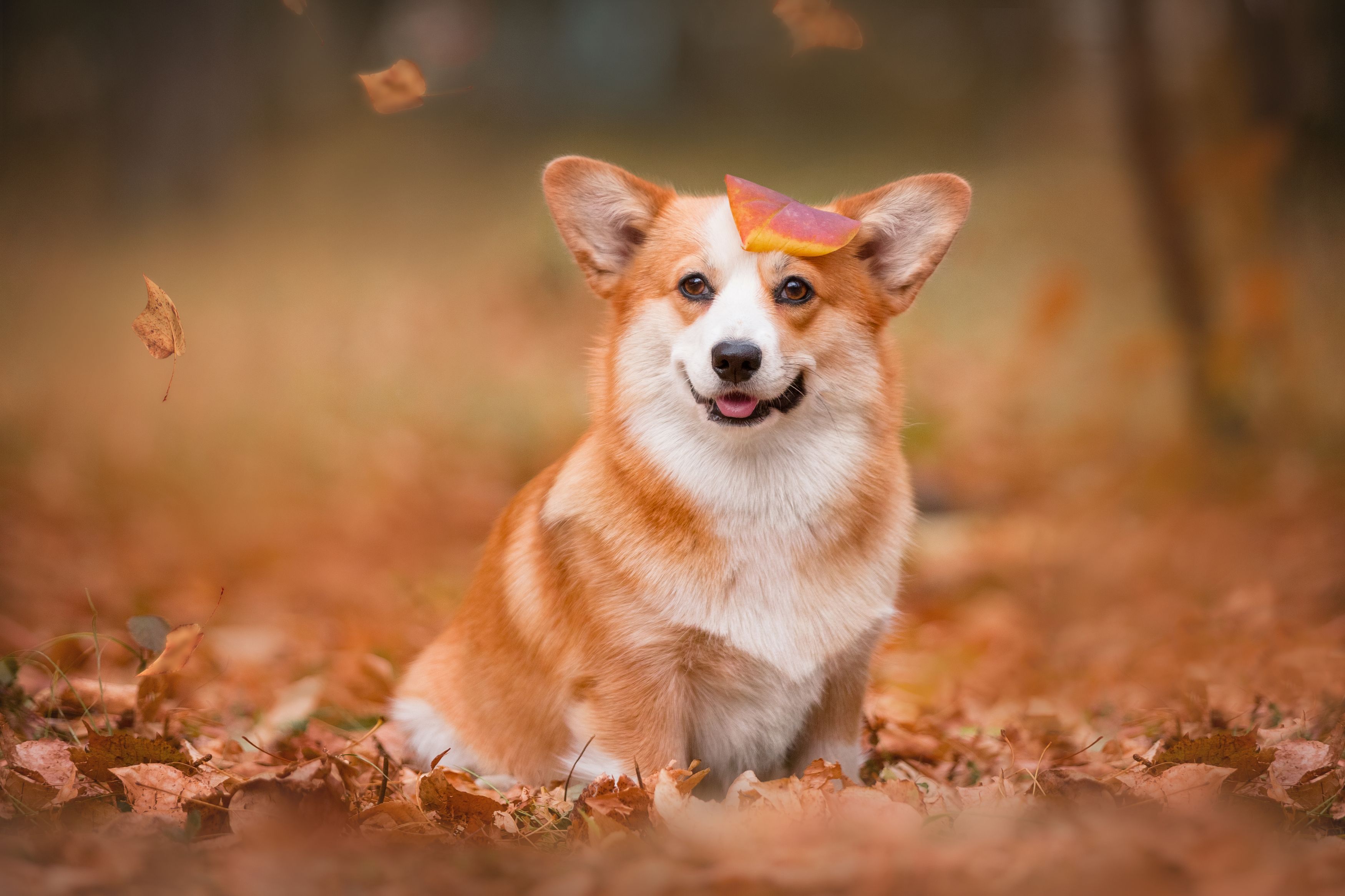 , Наталья Степанова