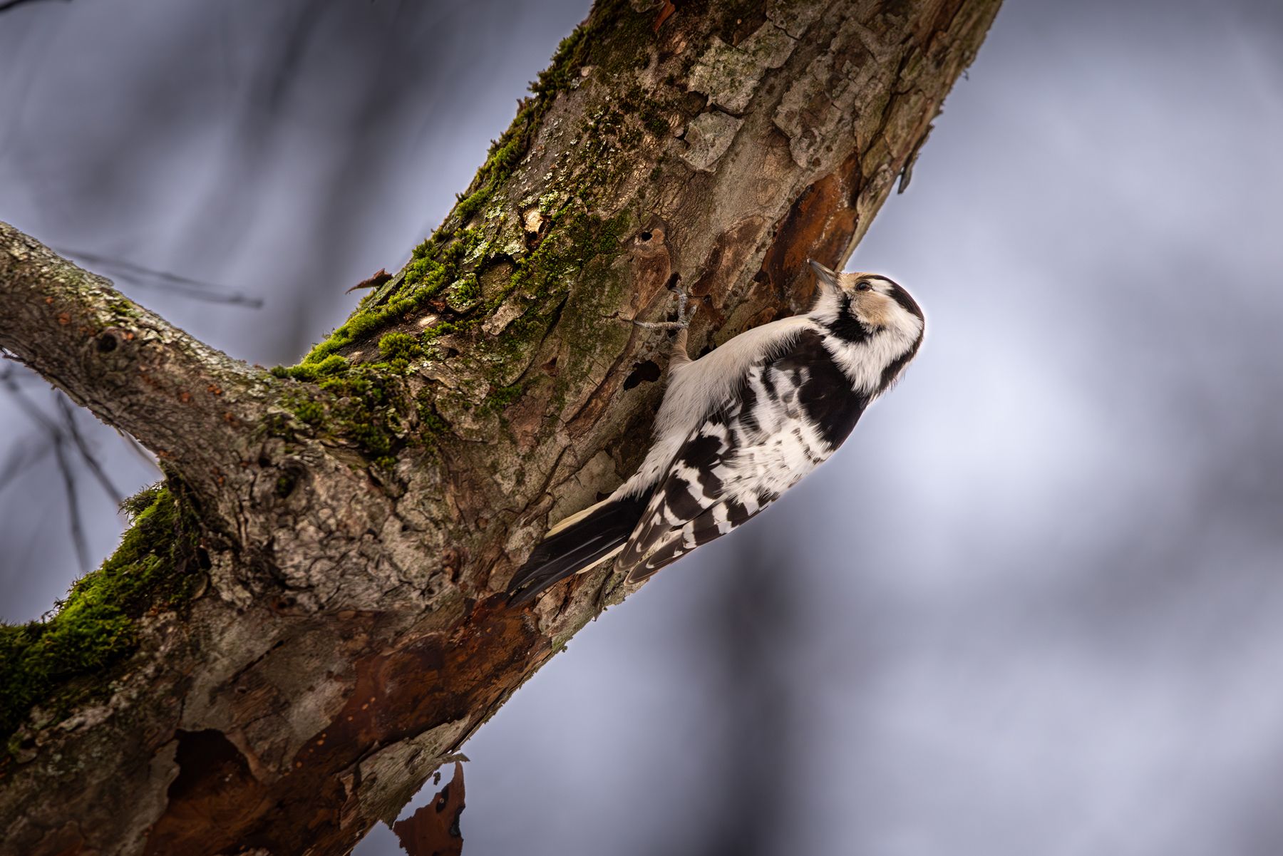, Вячеслав Мельников
