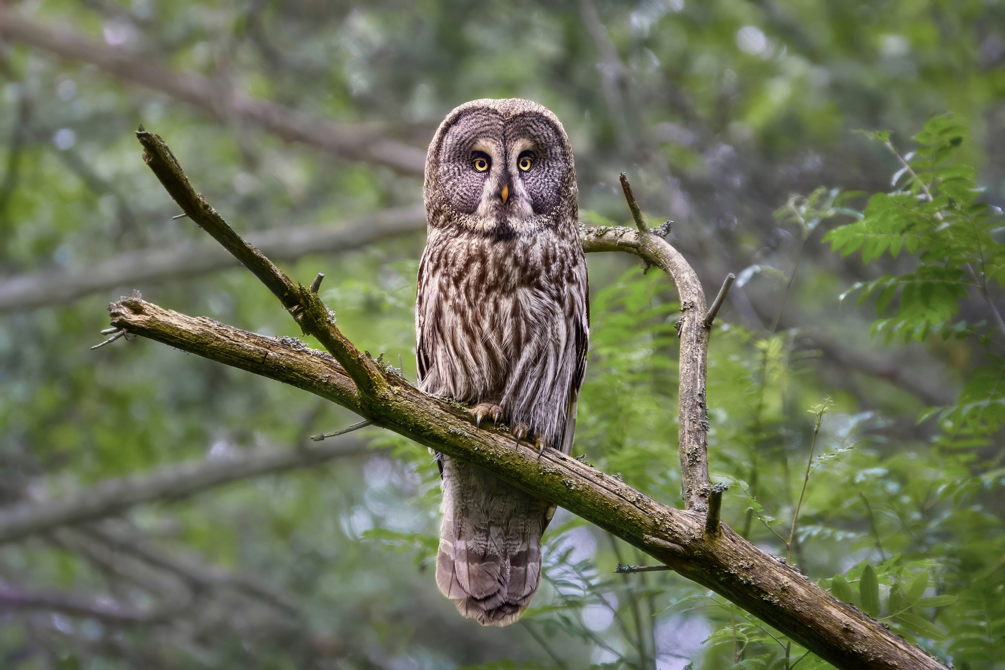 бородатая неясыть,сова,great grey owl,great gray owl,owl,Strix nebulosa,, Гуливанов Андрей