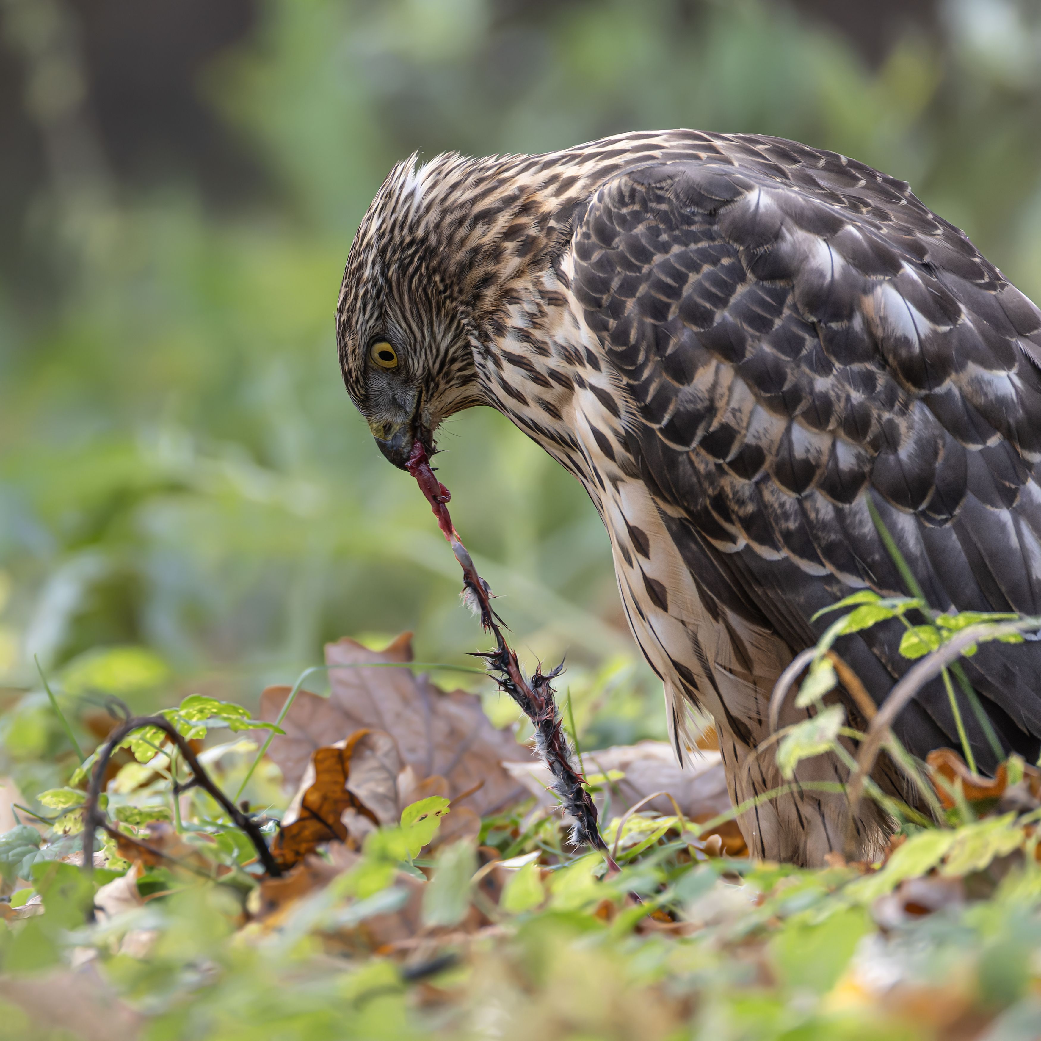 тетеревятник, ястреб, птицы, хищник, осень, фотоохота, Руслан Pl