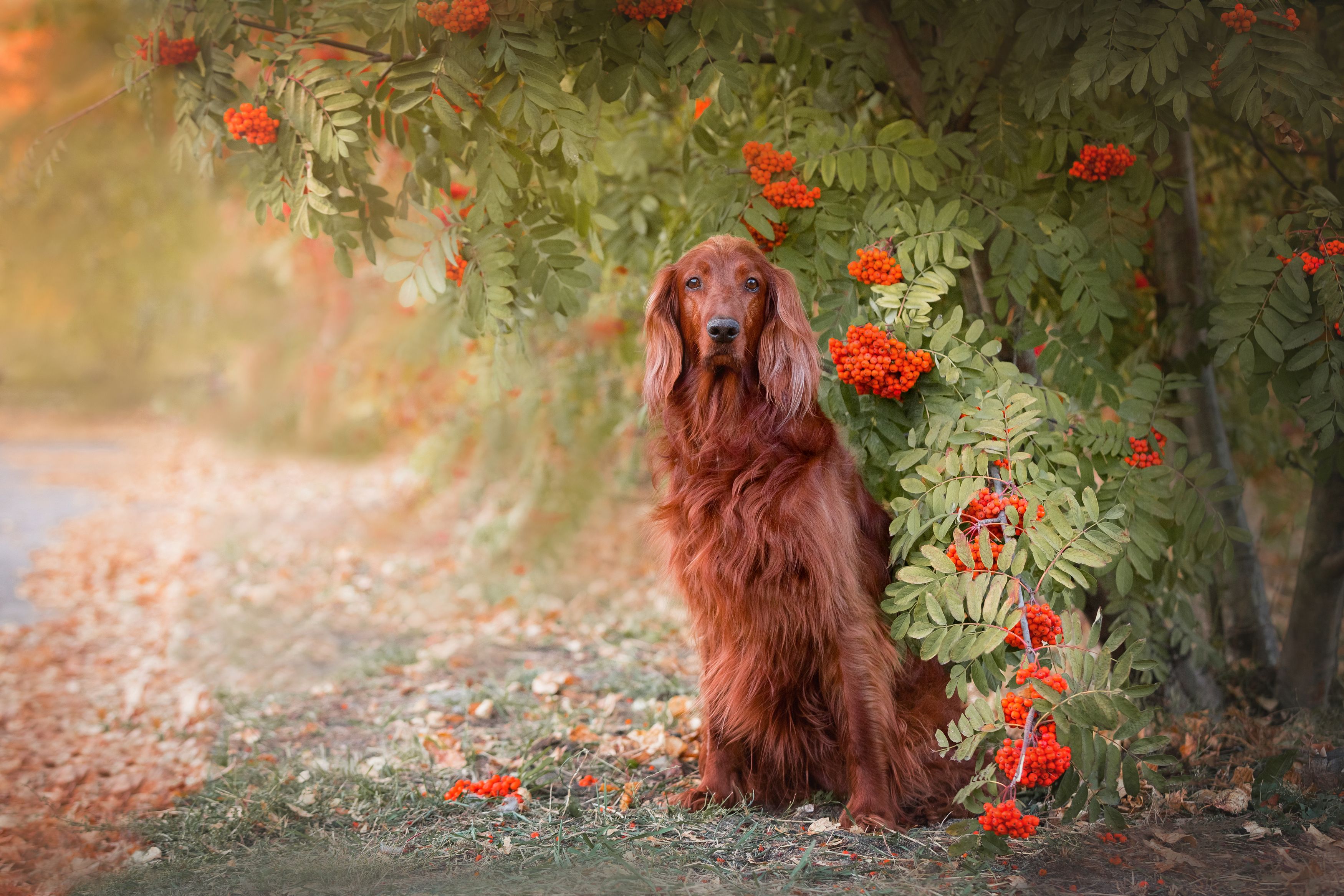 , Наталья Степанова