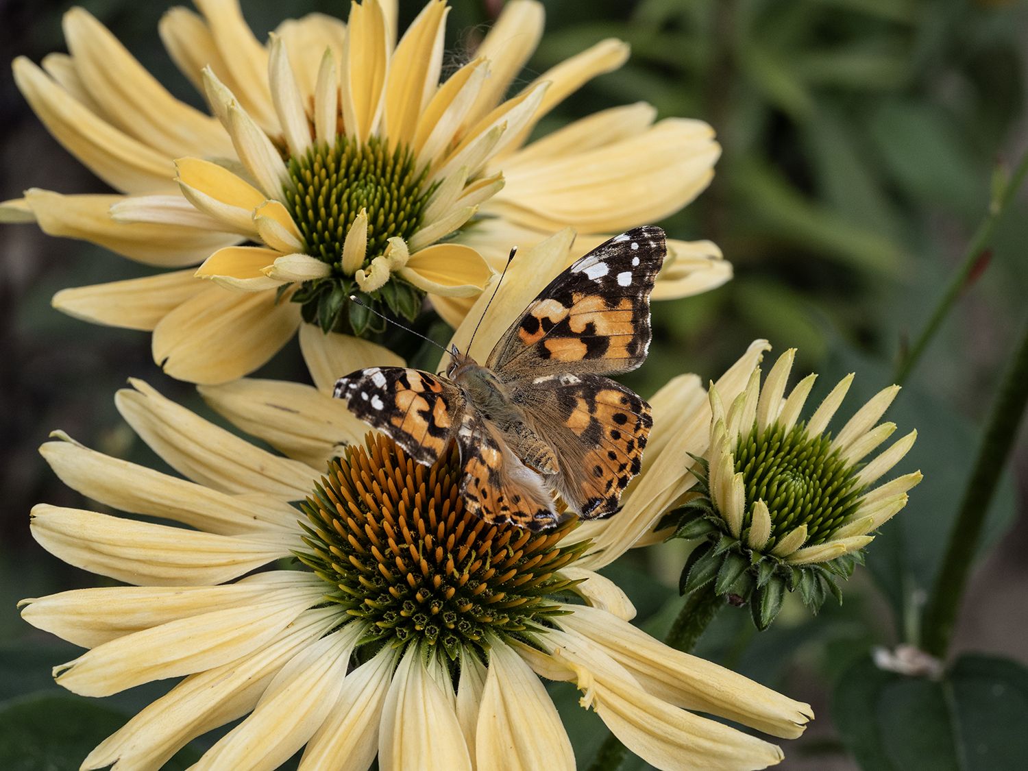 репейница,бабочка, Духанин Сергей
