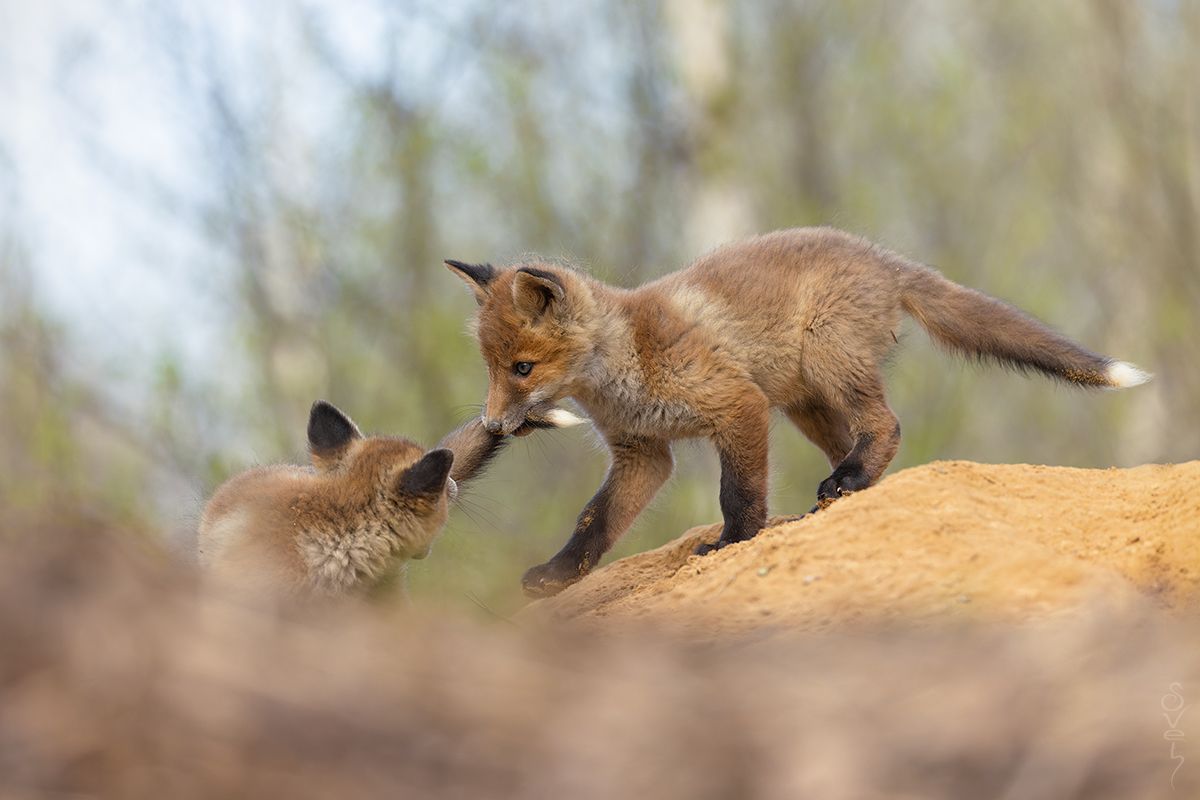 лисята, Байбекова Светлана