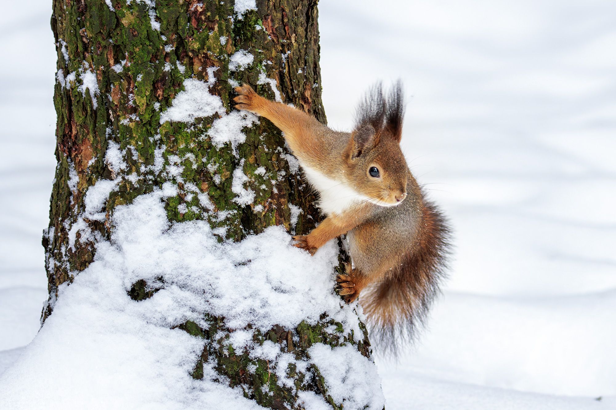 , Морозов Сергей