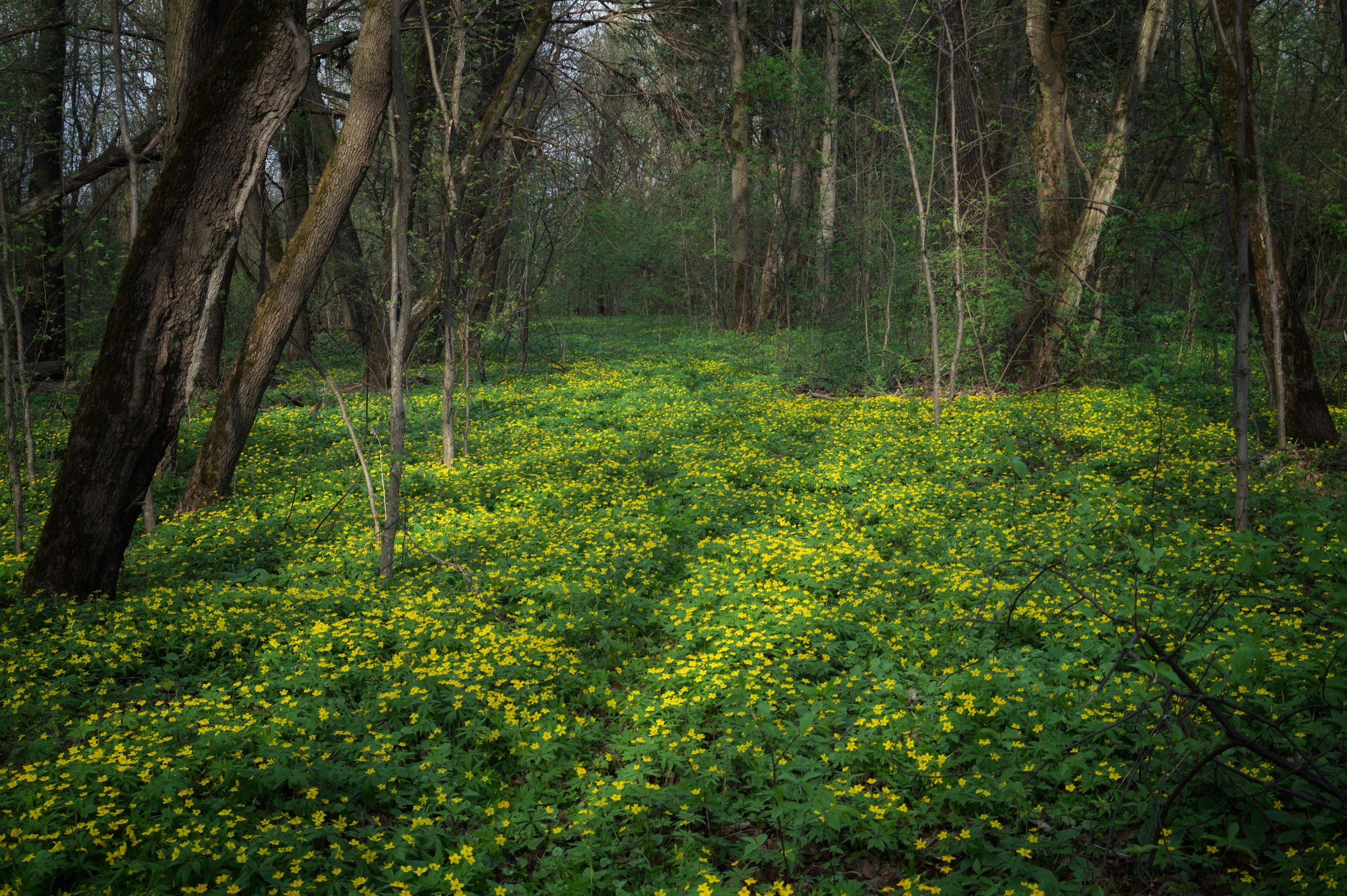 , Кондрашова Светлана