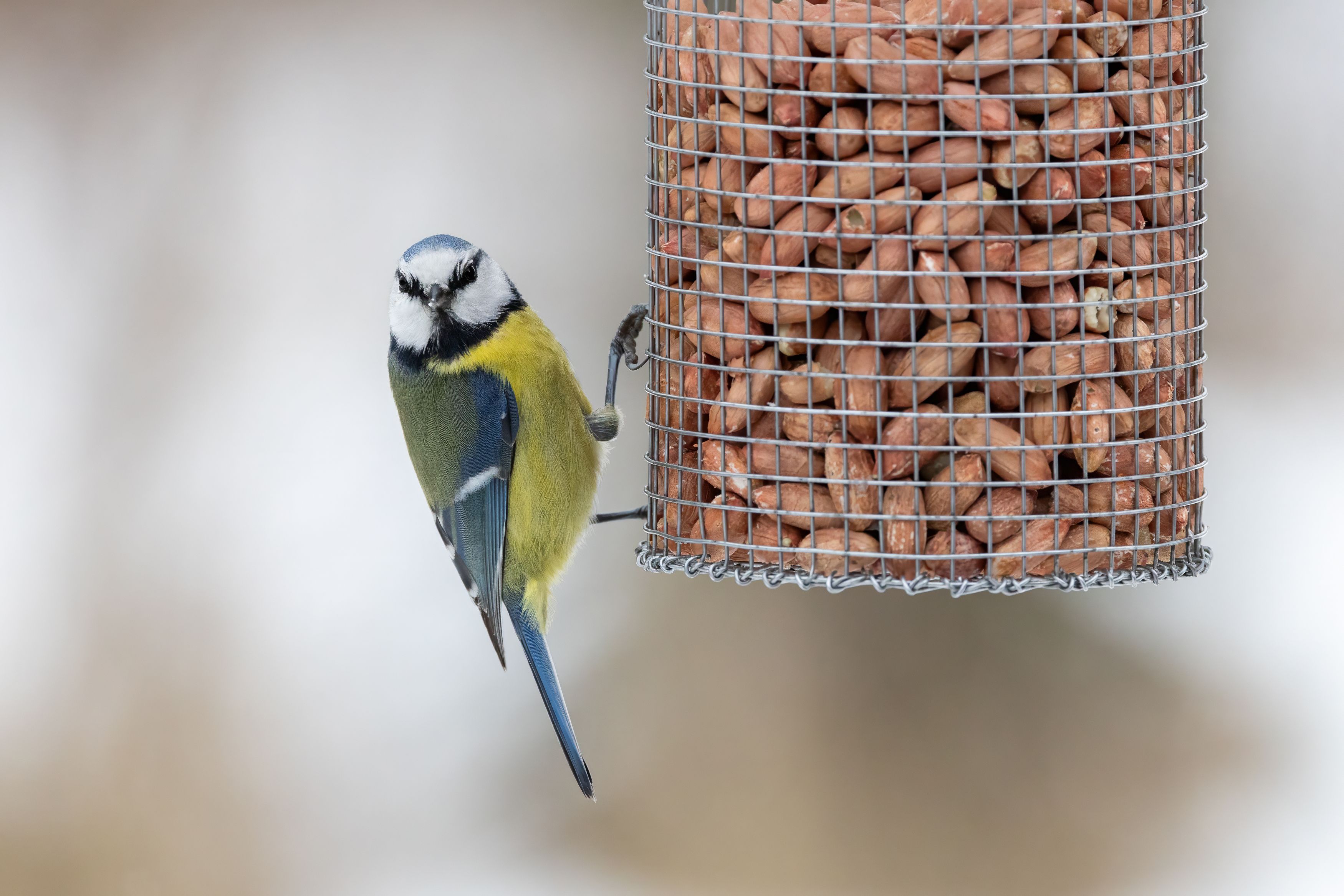 Синица, лазоревка, Пономарев Илья