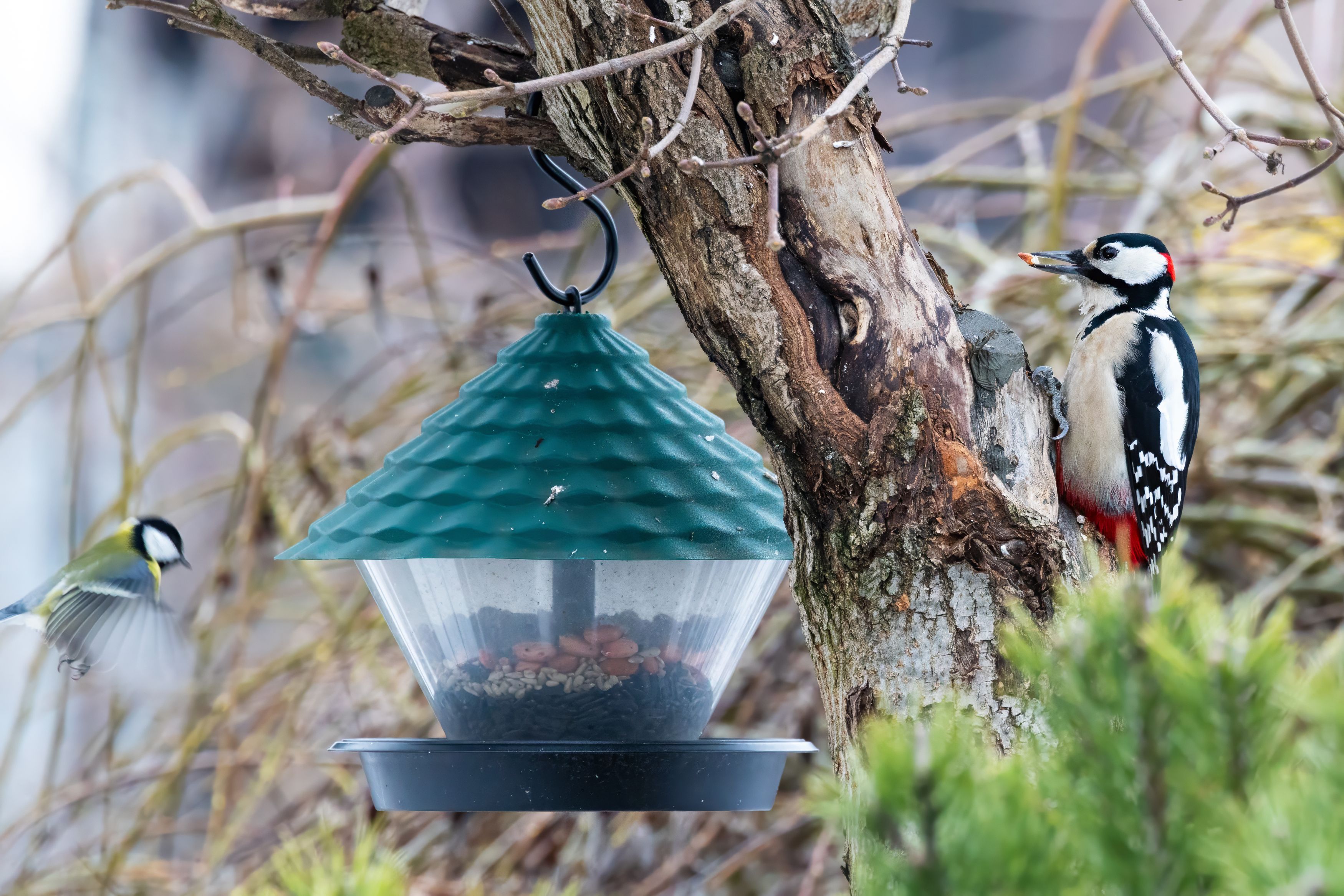 Дятел, синица, большая синица, большой пестрый дятел, Пономарев Илья