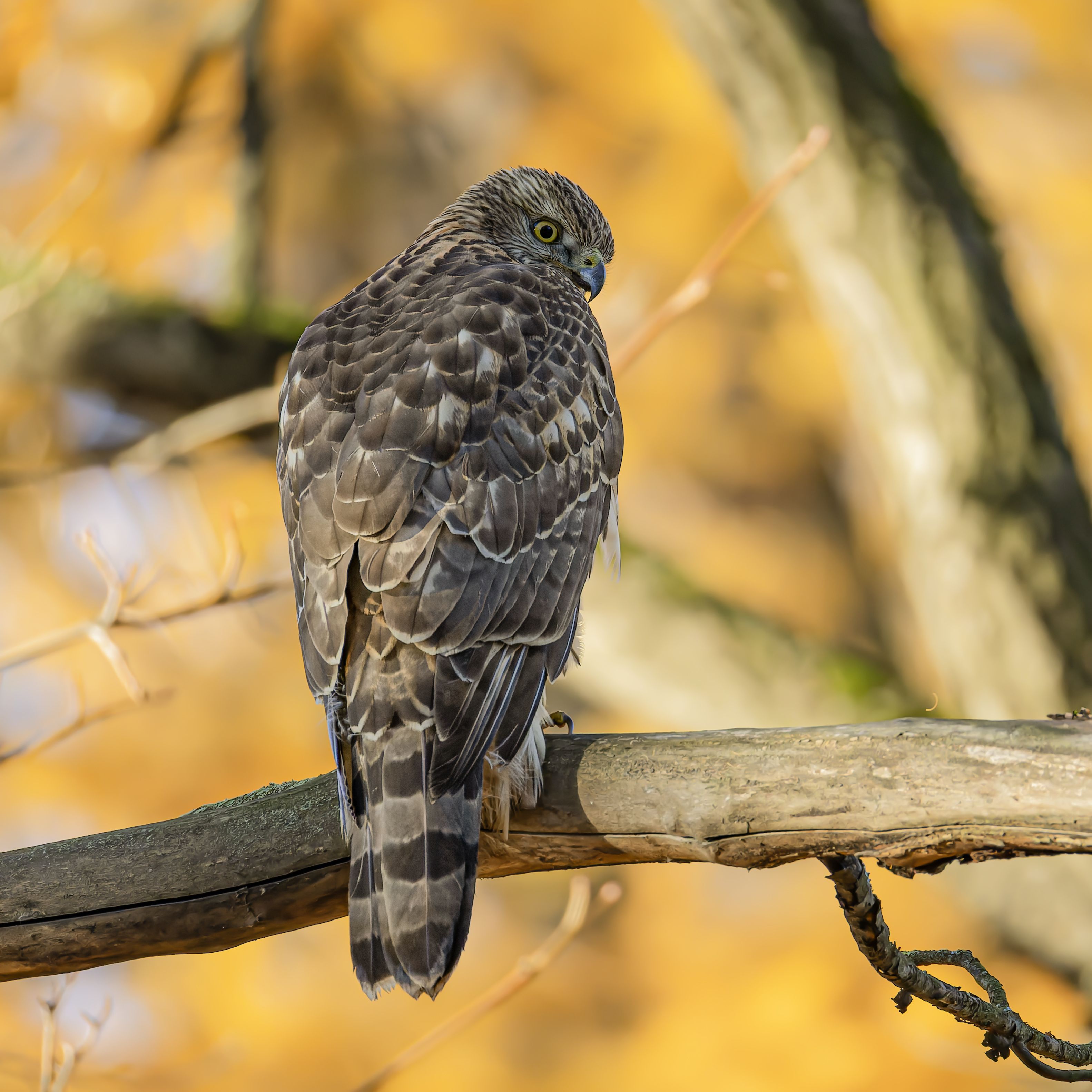 тетеревятник, ястреб, птицы, хищник, осень, фотоохота, птицы, Руслан Pl