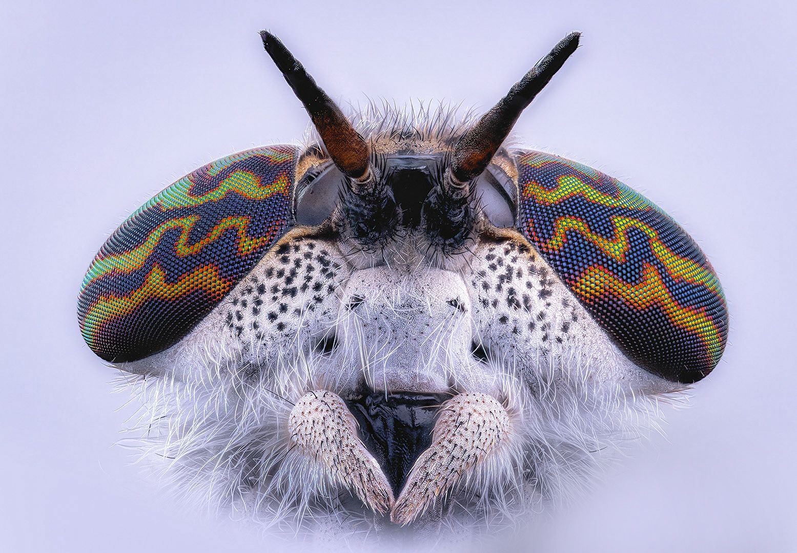 diptera, haematopota pluvialis, дождёвка обыкновенная, paprastasis žabalis, Kavaliauskas Eugenijus