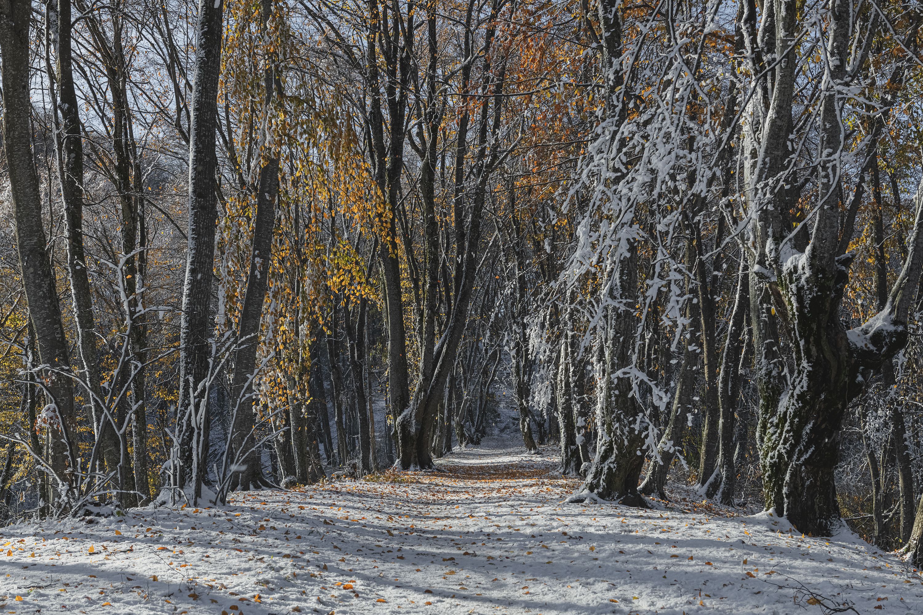 , Чухров Дмитрий