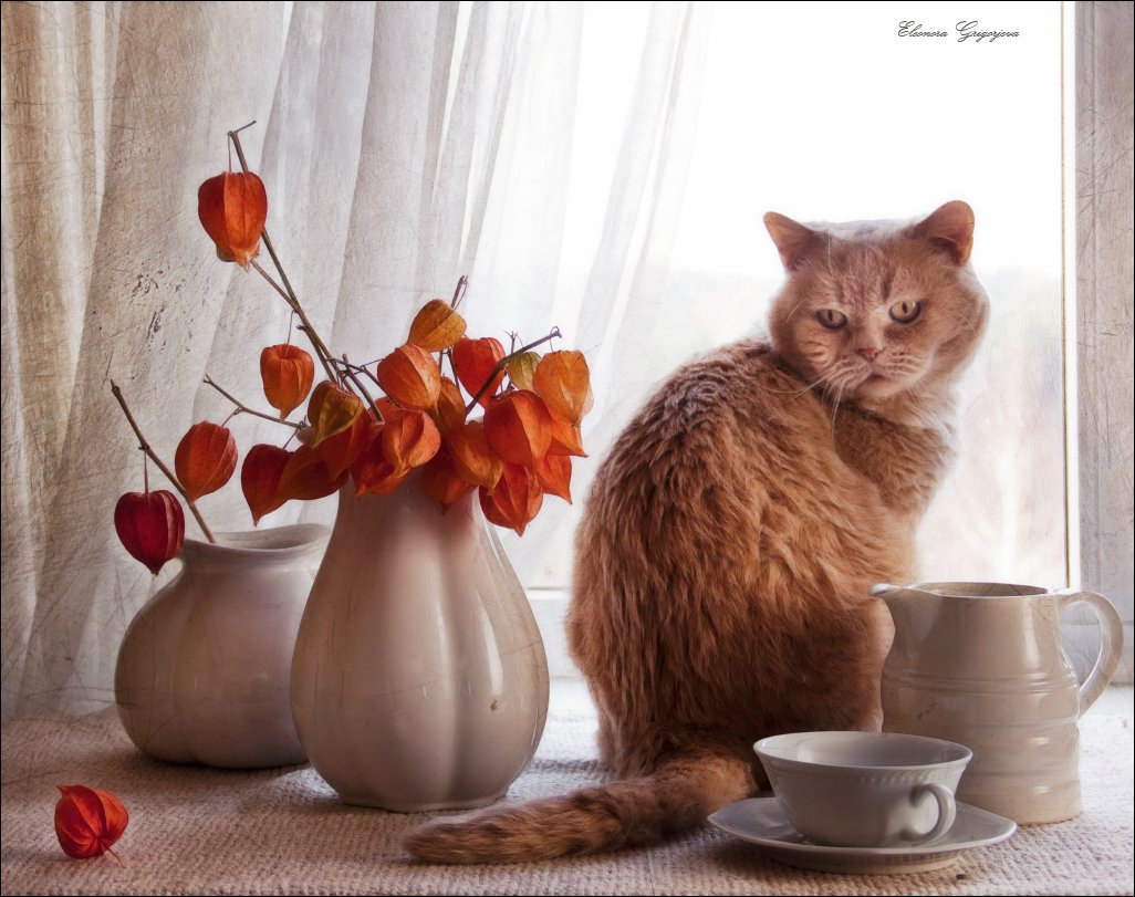 кот, натюркотики, оранжевый, белое, рыжий, физалис, Eleonora Grigorjeva