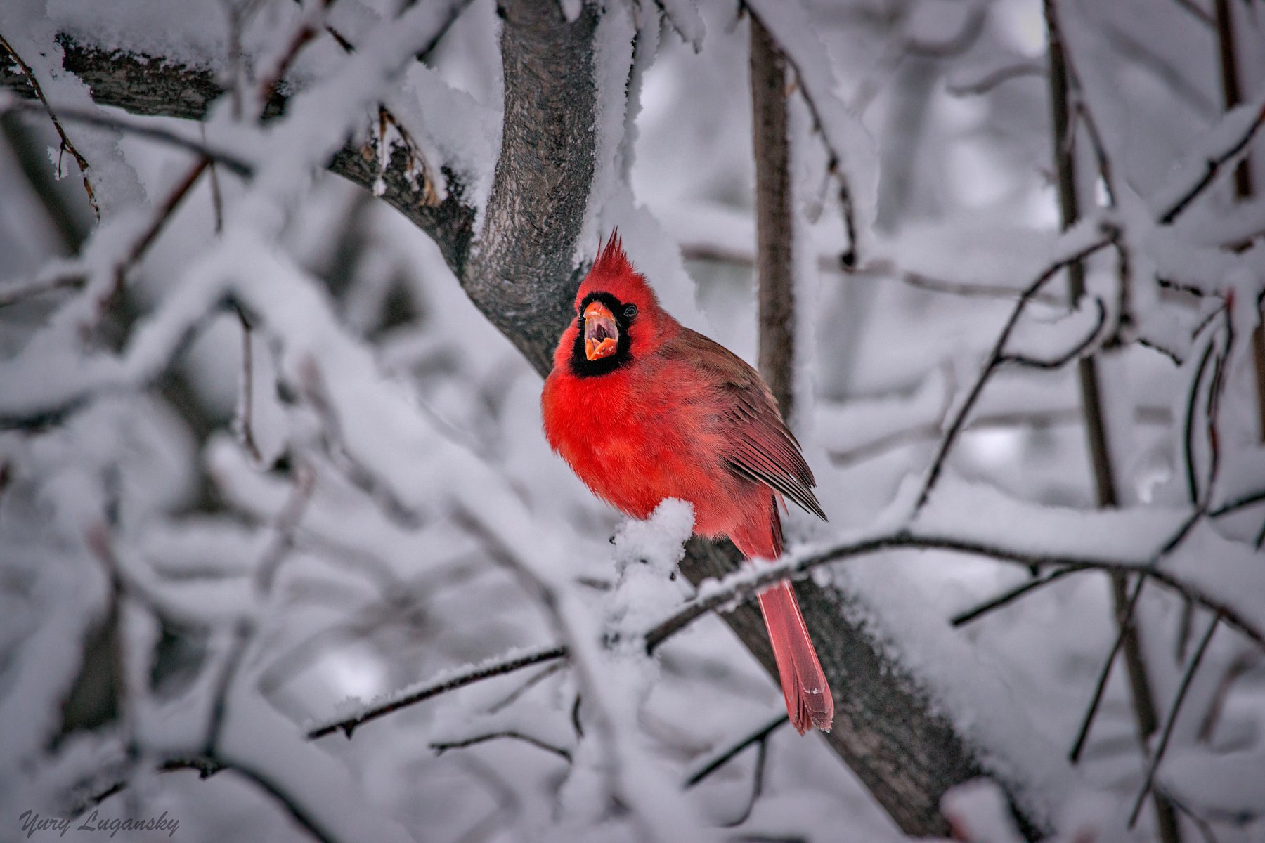 красный, кардинал, снег, northern, cardinal, snow, Yury Lugansky