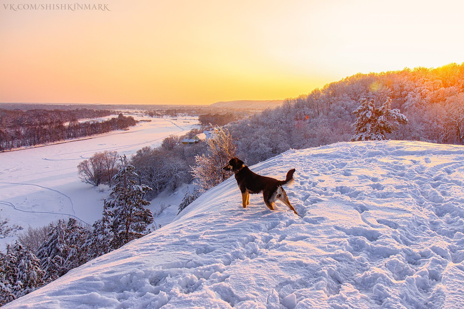 пейзаж, природа, красота, свет, зима, холод, мороз, Россия, собака, Марк Шишкин