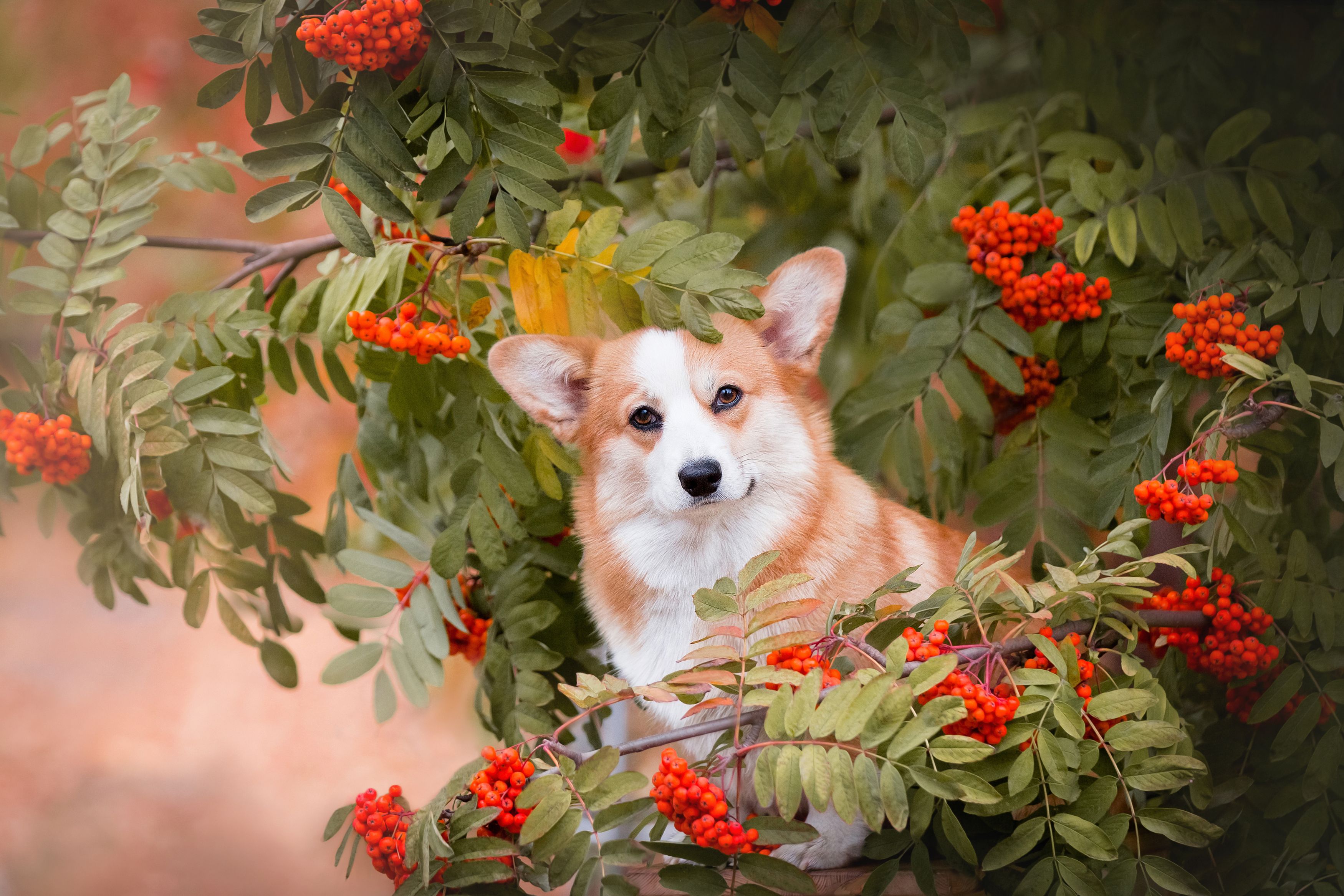 , Наталья Степанова