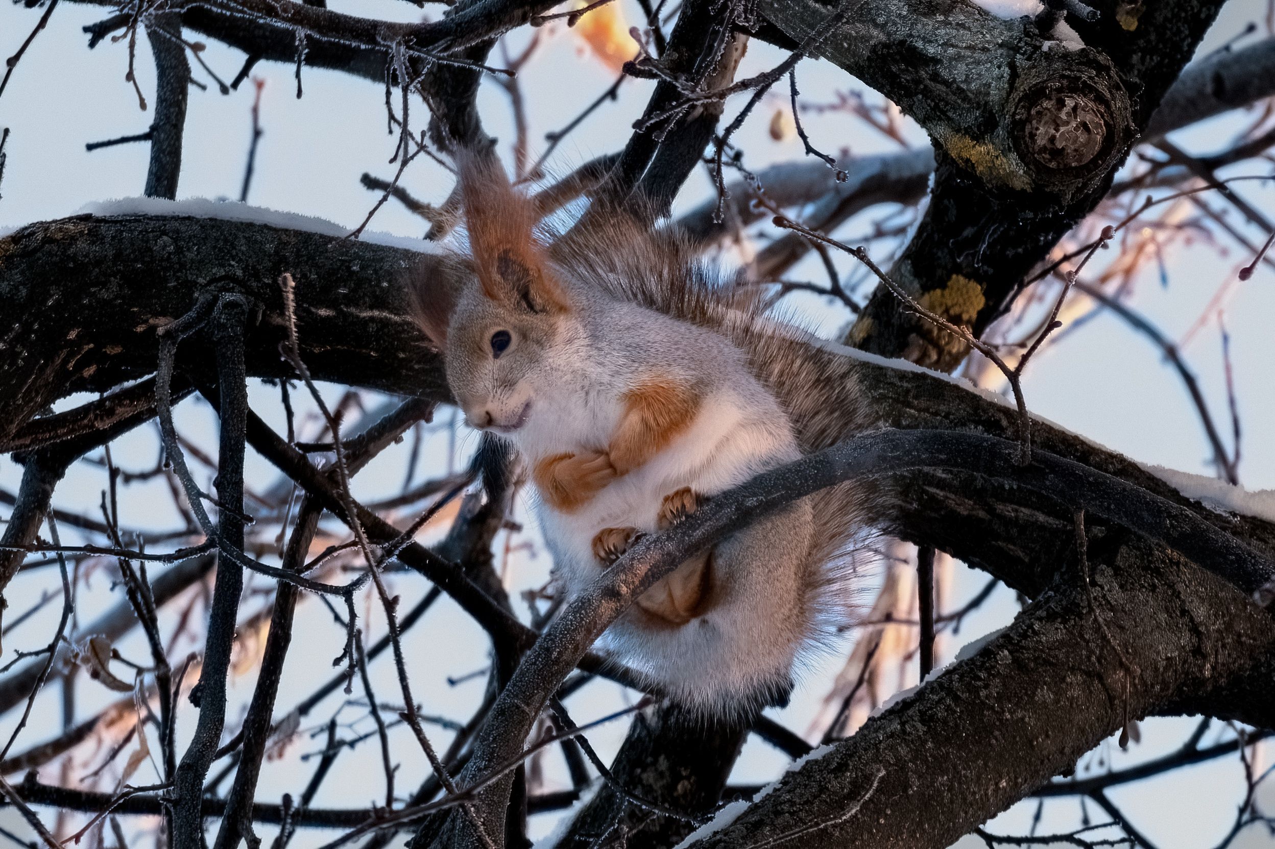 белка, зима, орехи, белка на дереве, Наталья Максимова