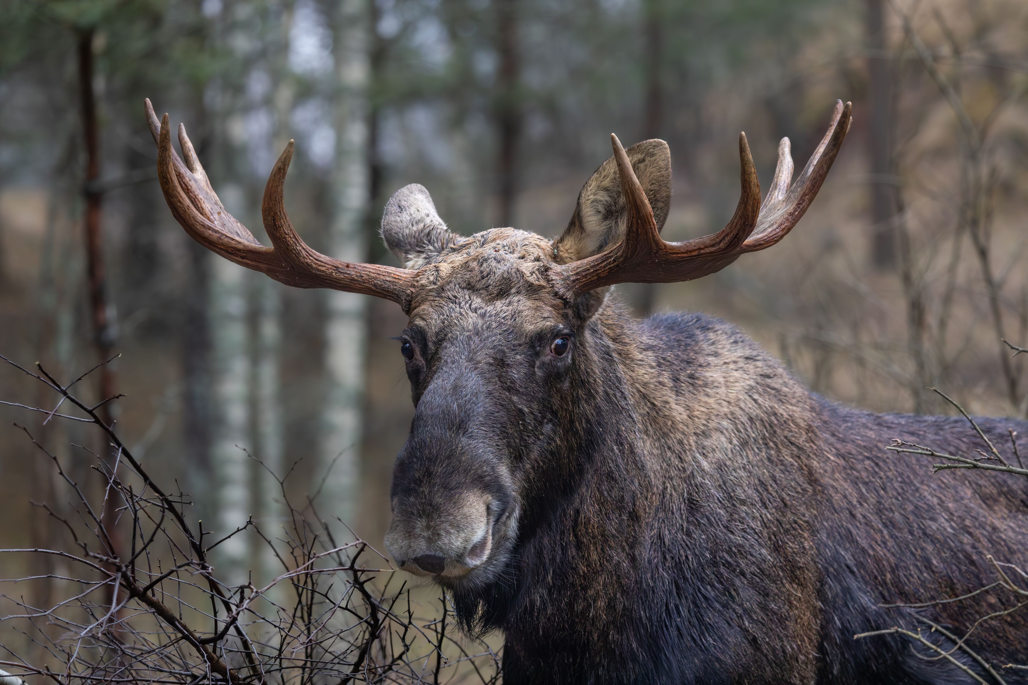 , Веревченко Михаил
