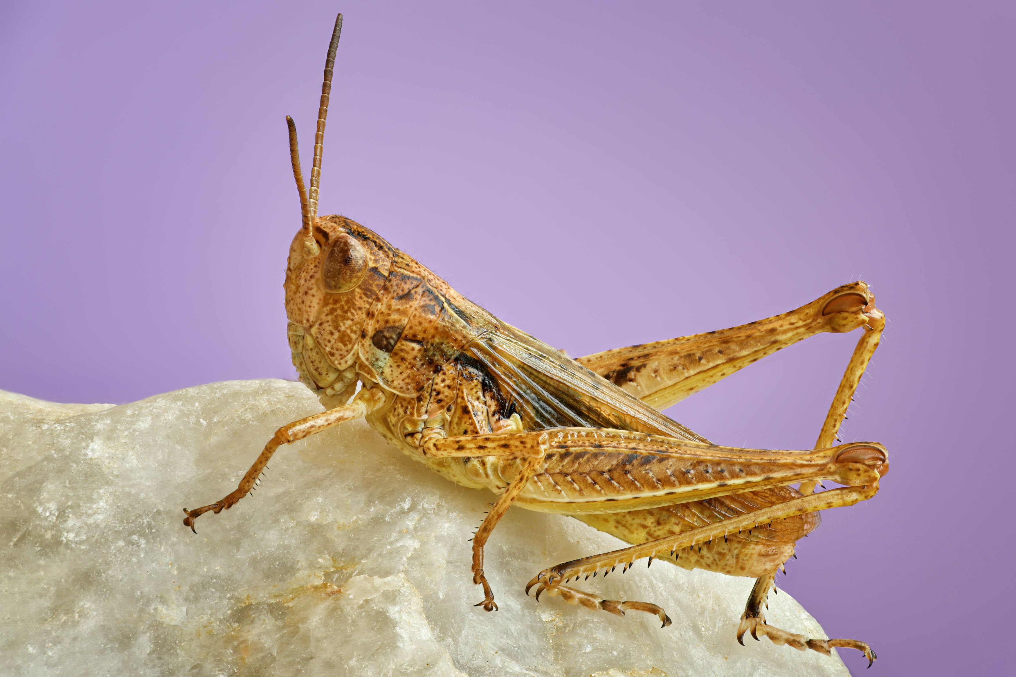 , Антон Финевич