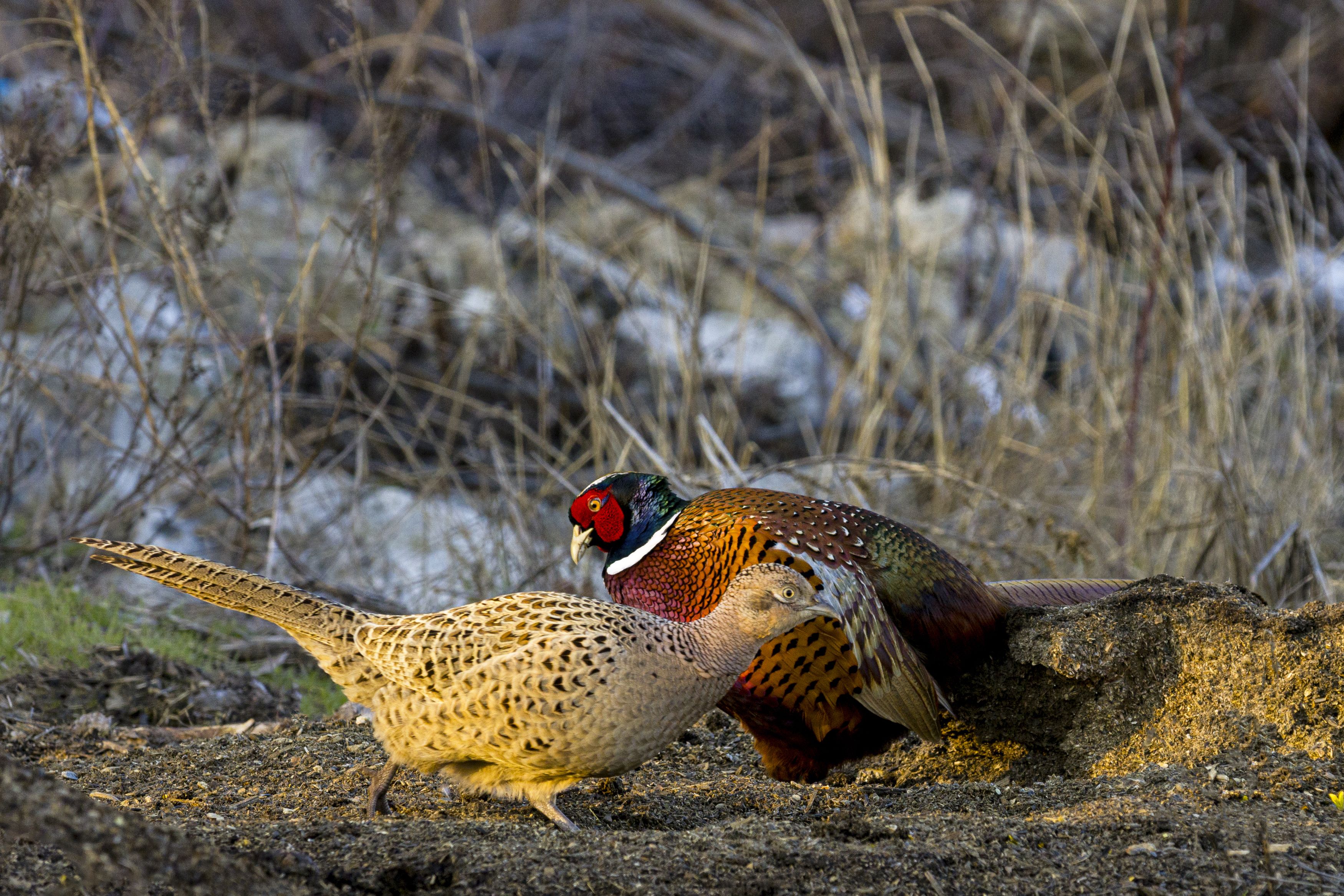 природа, Валерий Черняк