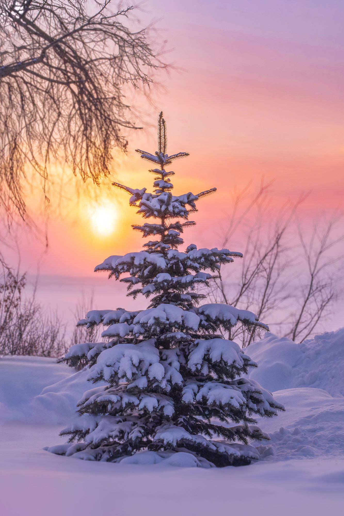 ель, голубая ель, восход, зима, зимнее утро, Наталья Максимова