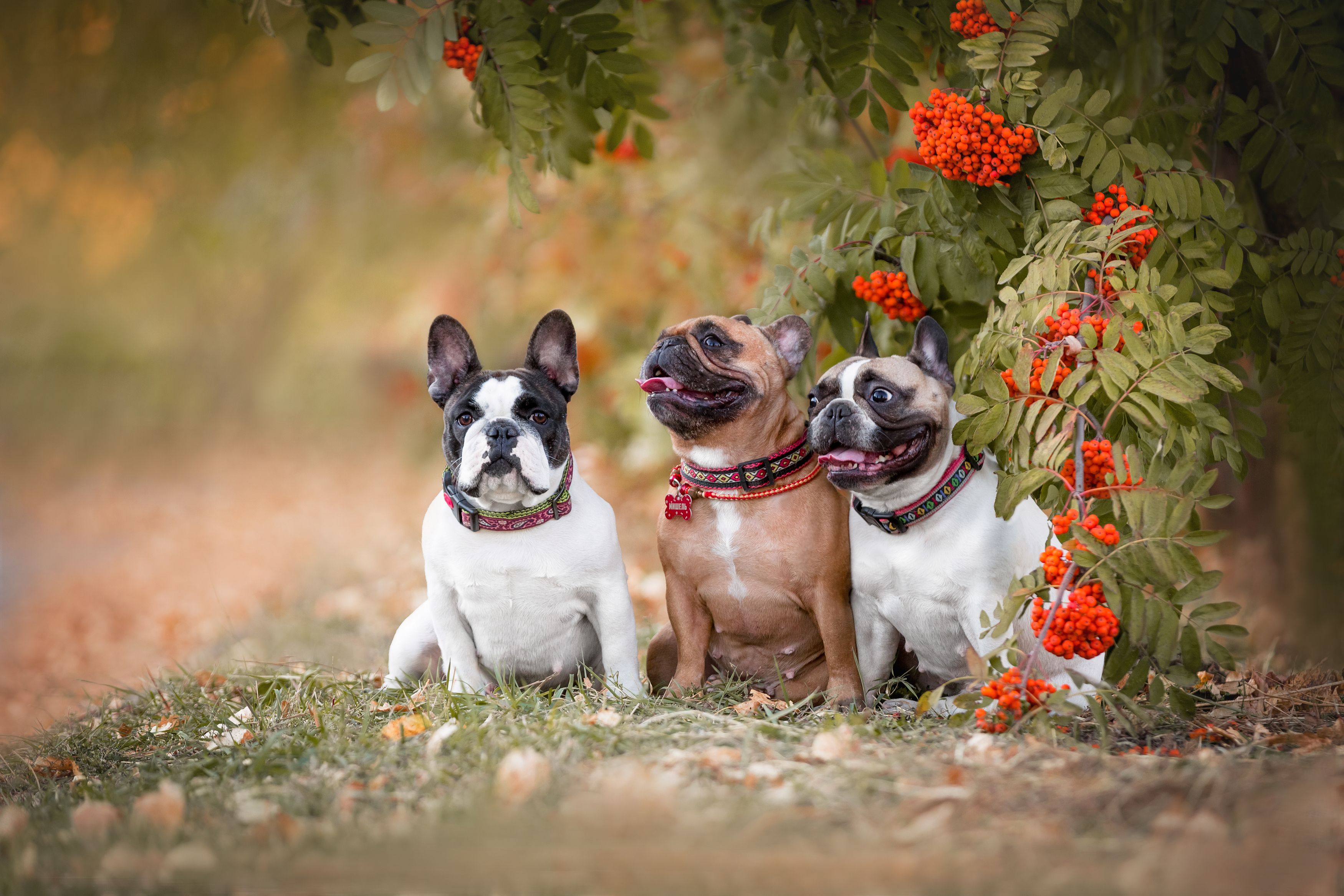 , Наталья Степанова