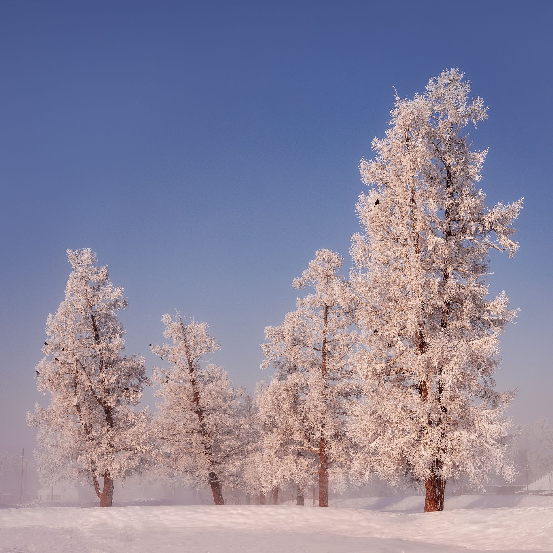 , Дмитрий Купрацевич