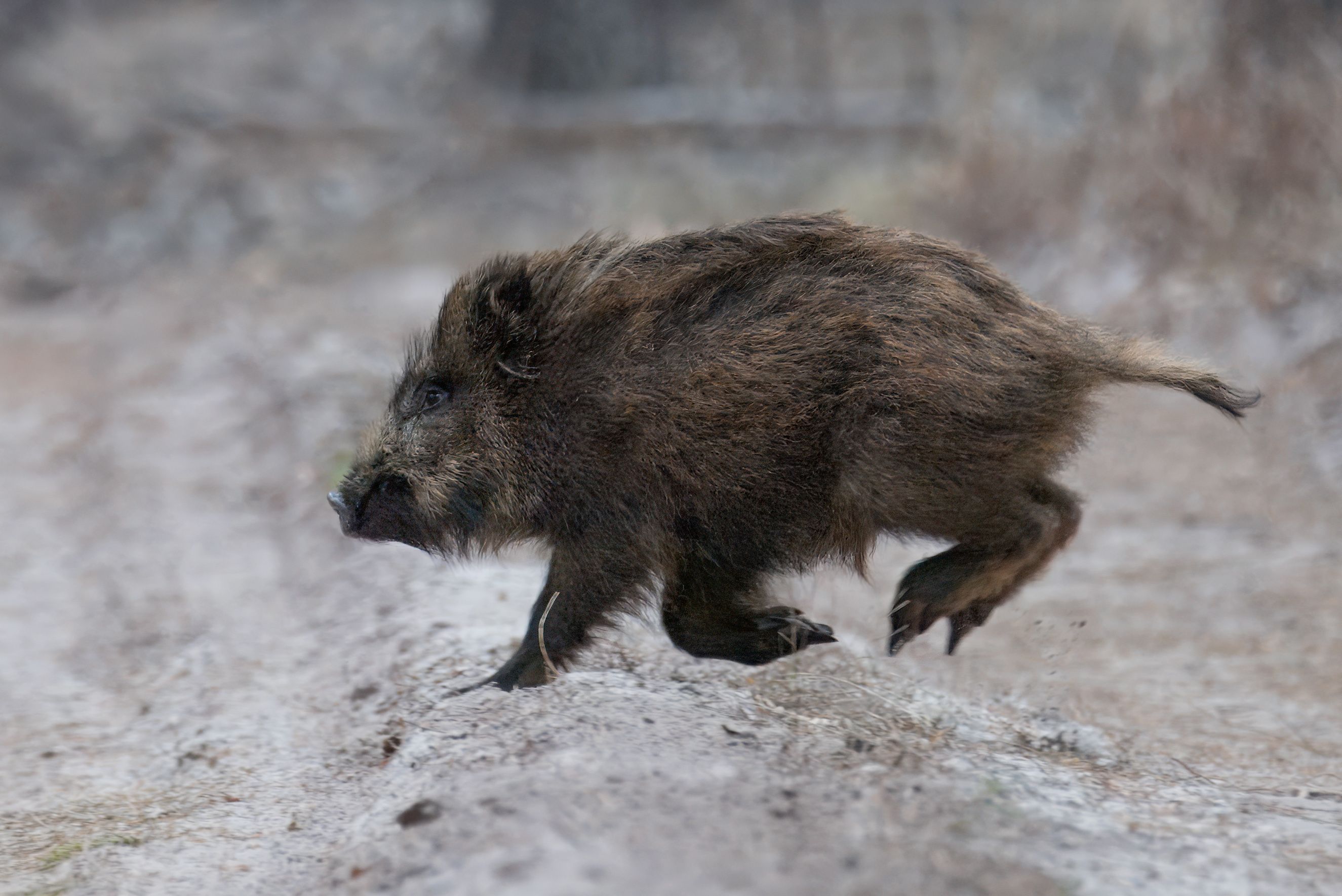 кабан, лес, поход, природа, boar, forest, nature, naturephotografy, nikon, nikonrussia, никон, Сергей Немцев