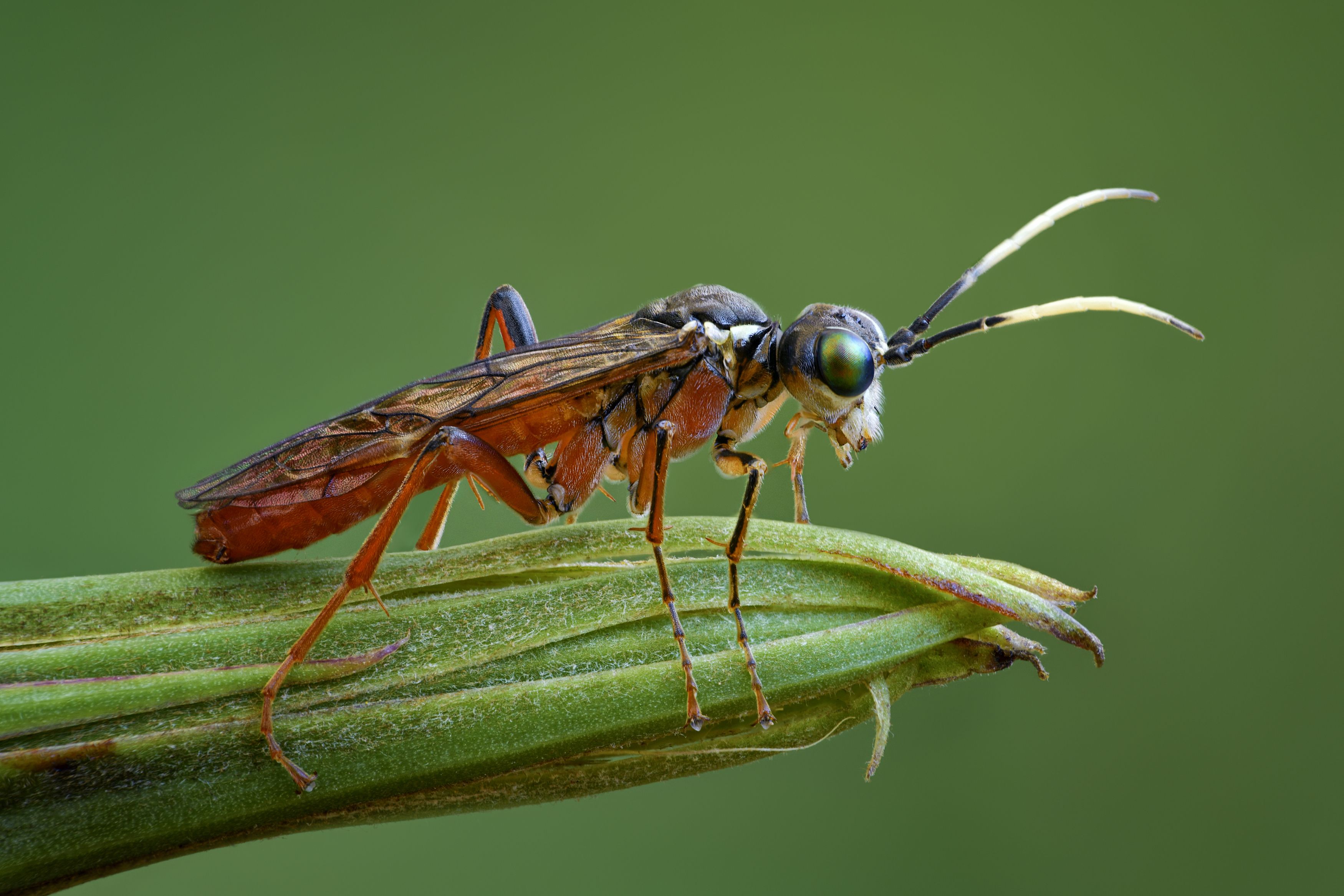 , Антон Финевич