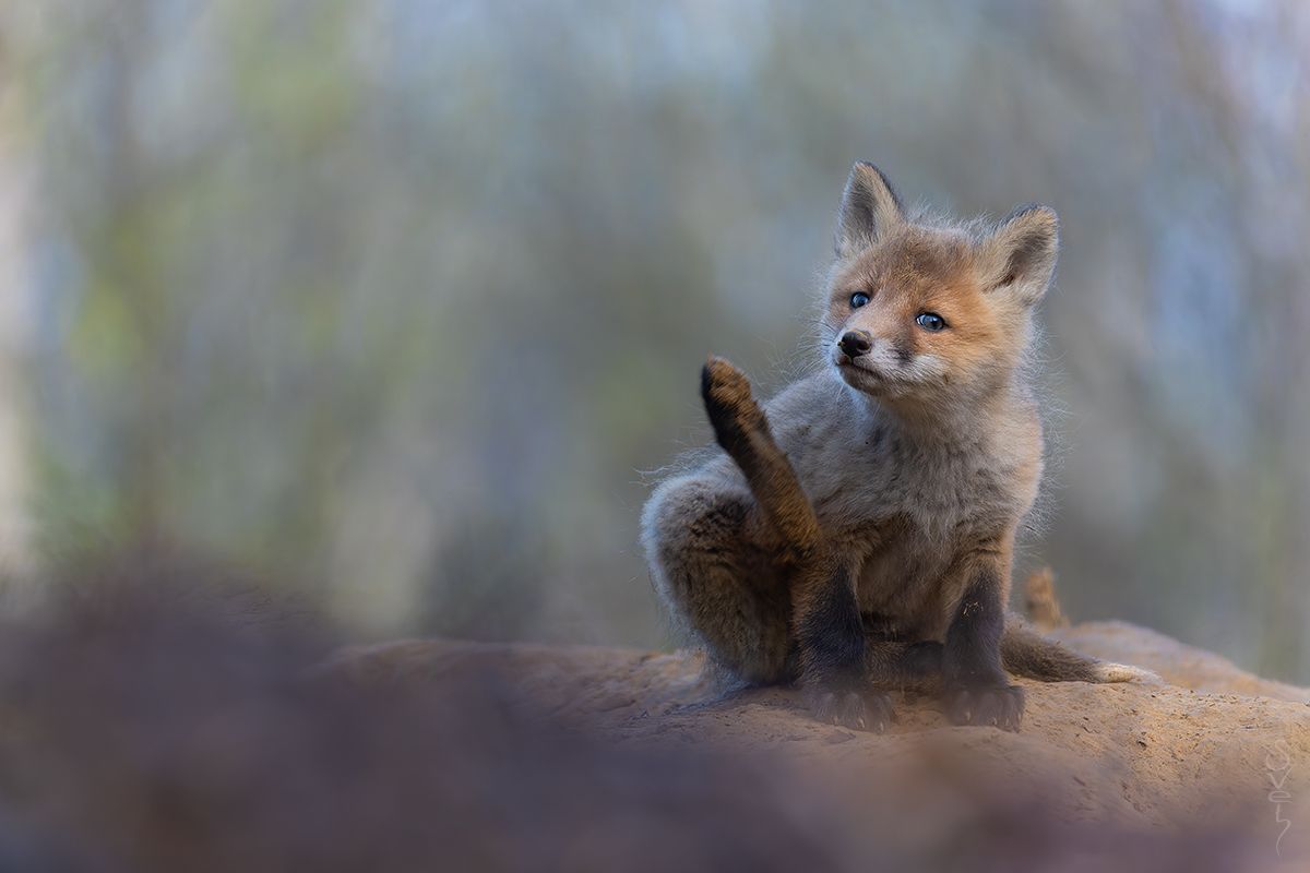 лиса, лисенок, Байбекова Светлана