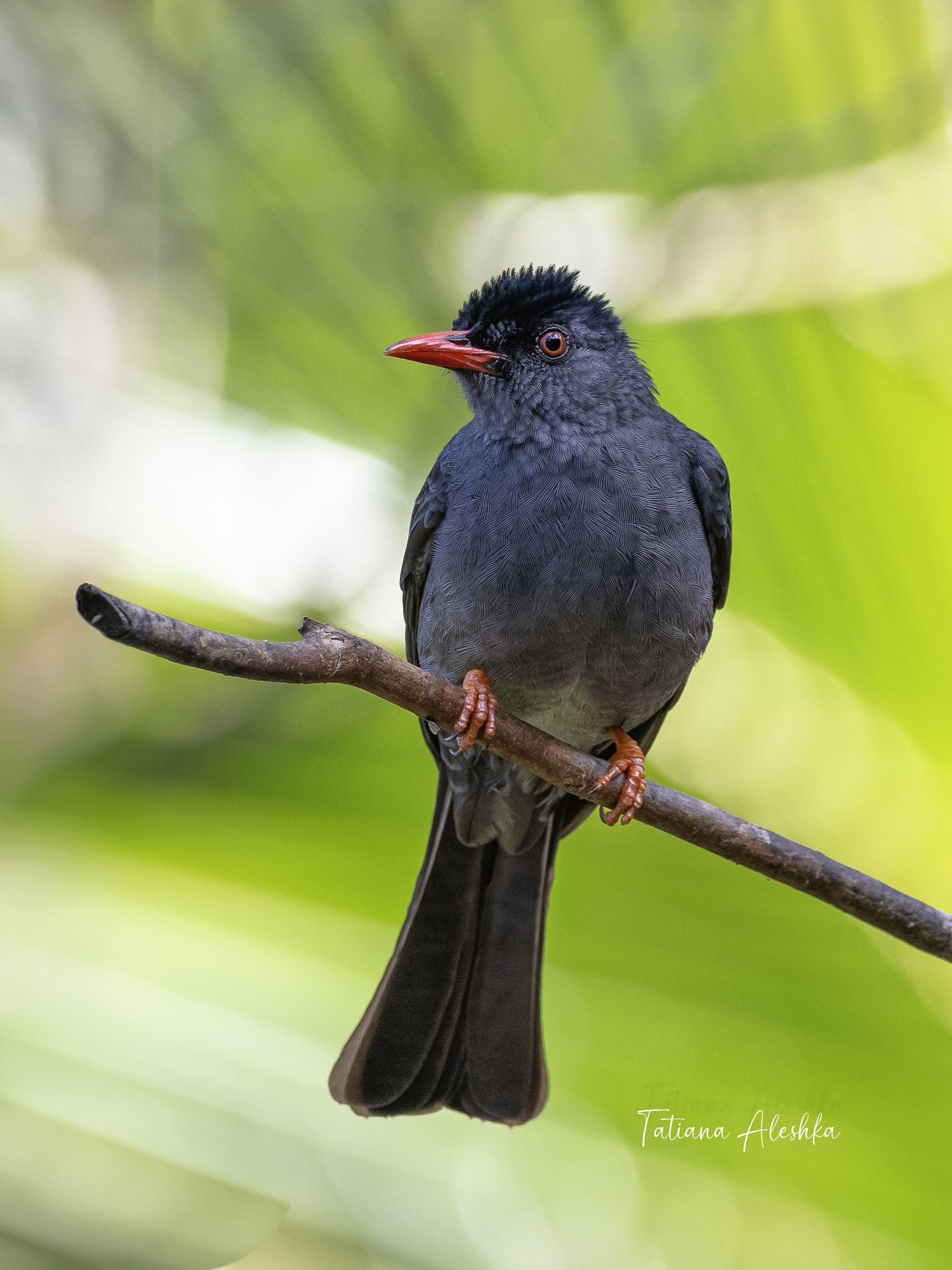 , Татьяна Алешка