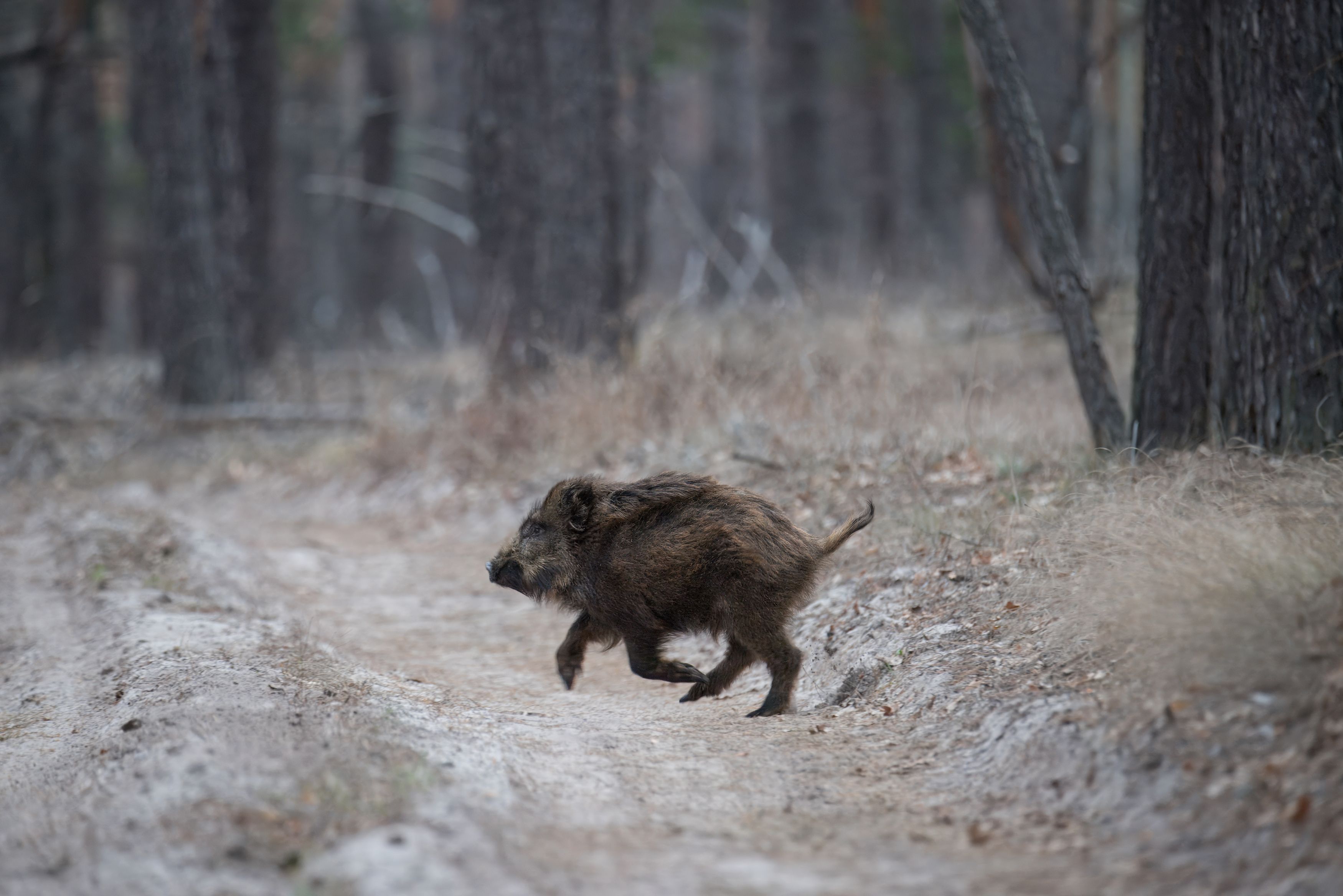 кабан, лес, поход, природа, boar, forest, nature, naturephotografy, nikon, nikonrussia, никон, Сергей Немцев