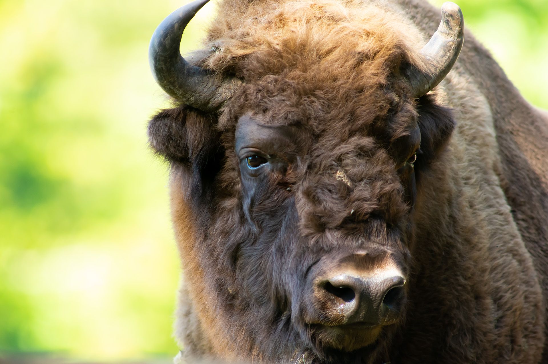  European bison, Bos bonasus, animals, mammals, nature, , PIOTR CZARNIECKI