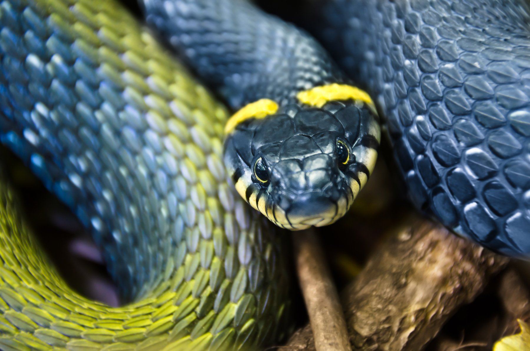 Черная с желтыми пятнами на голове. Змея Тайпан голубая. Ужик жёлтый змей. Чёрная змея с жёлтыми пятнами. Сине желтая змея.