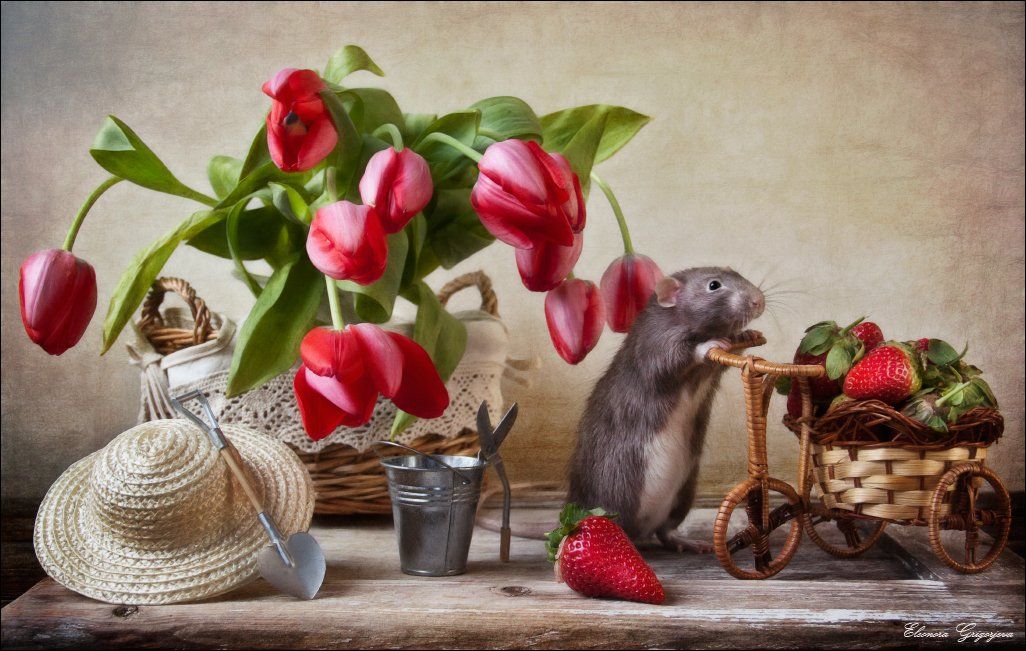 клубника, красный цвет, крыса, тюльпаня, Eleonora Grigorjeva