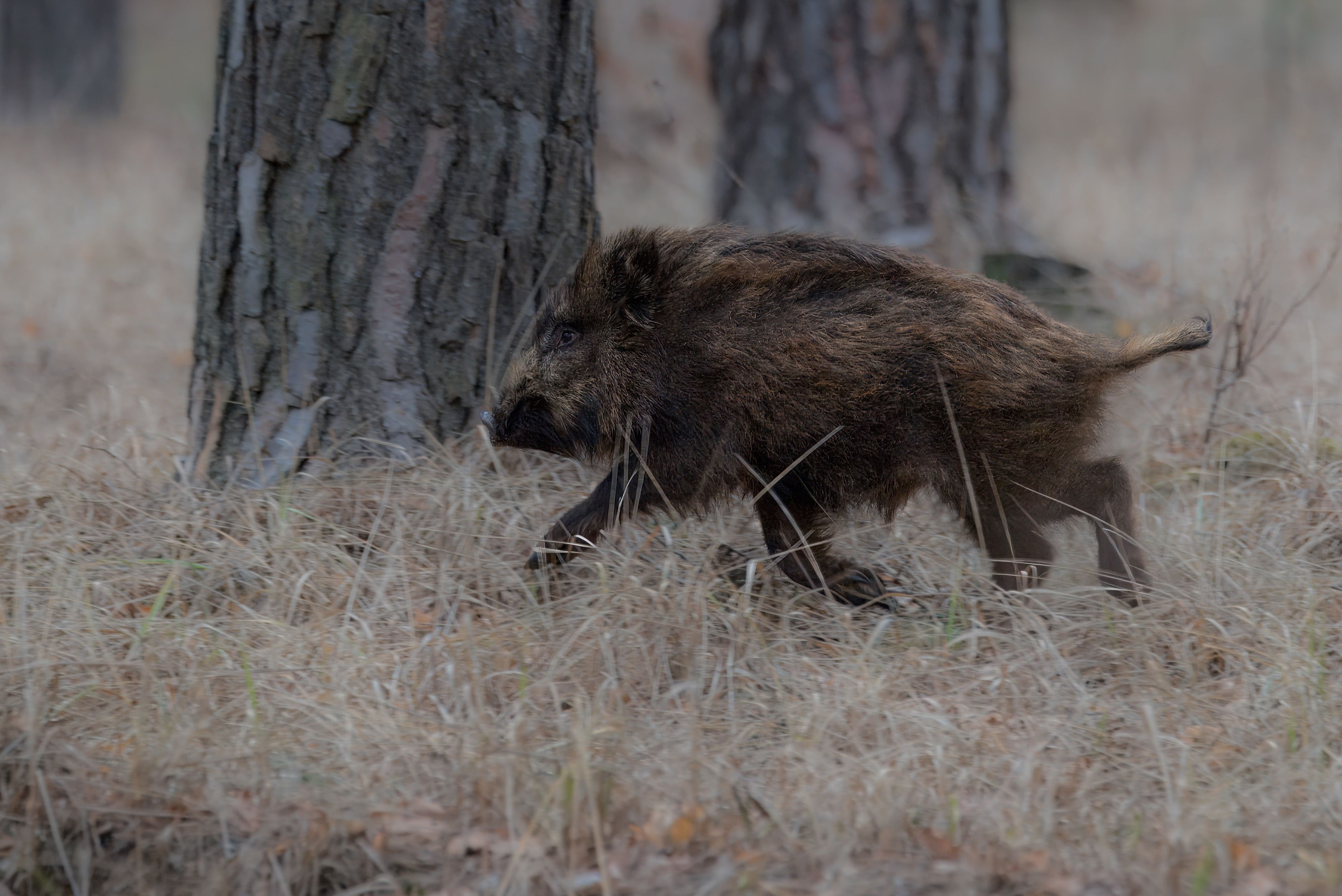 кабан, лес, поход, природа, boar, forest, nature, naturephotografy, nikon, nikonrussia, никон, Сергей Немцев