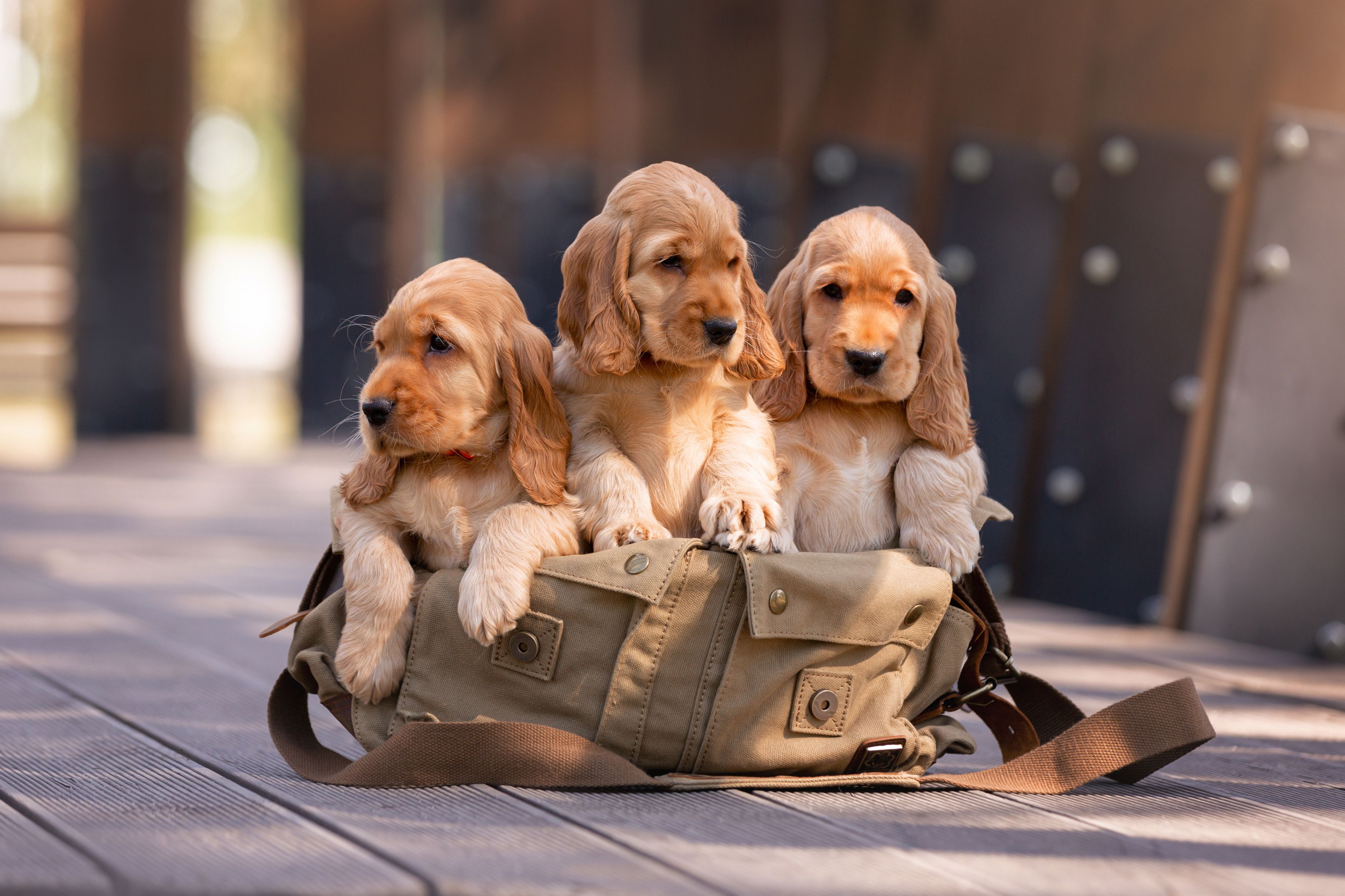 , Наталья Степанова