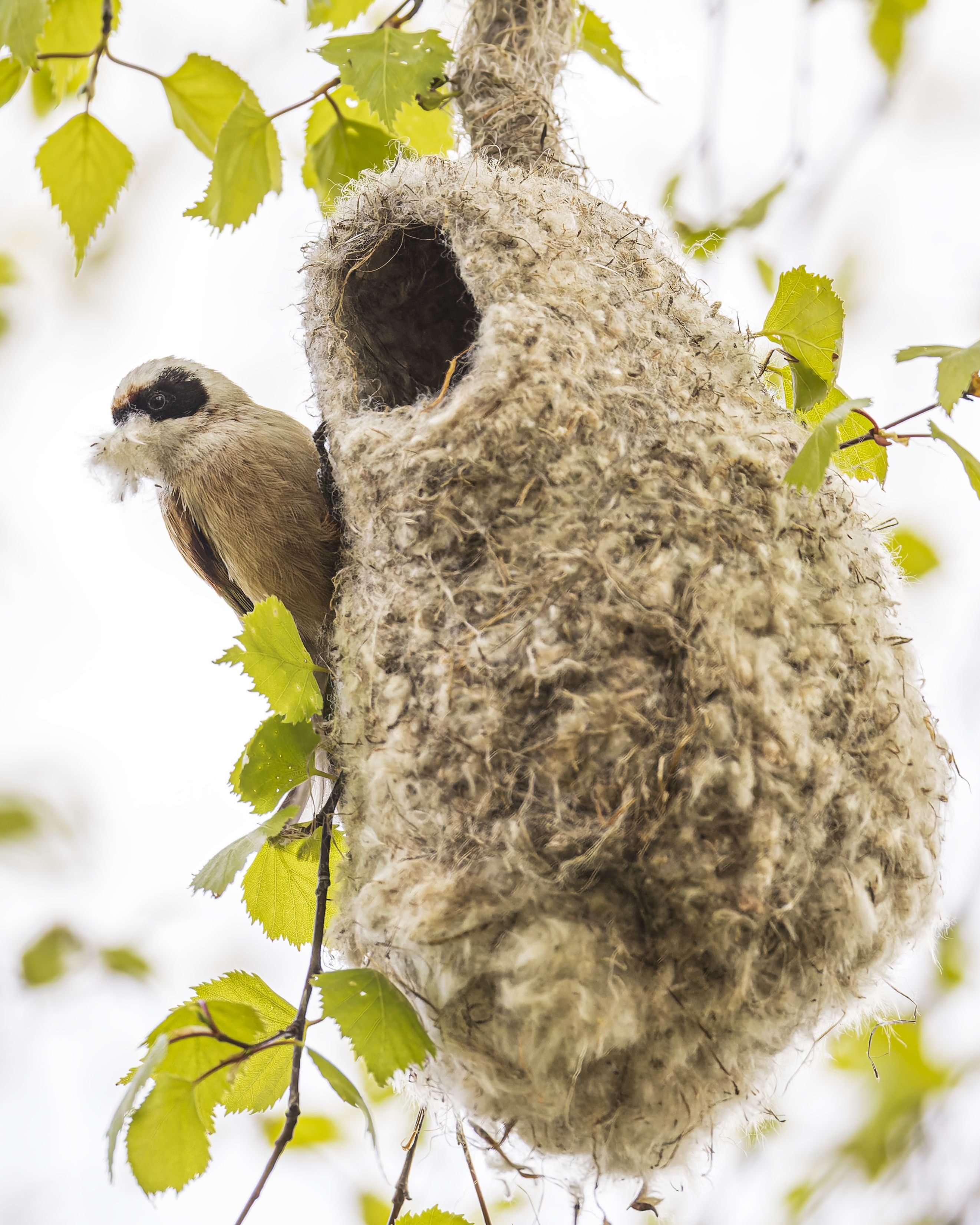 весна, птицы, гнездо, ремез, стройка, Руслан Pl