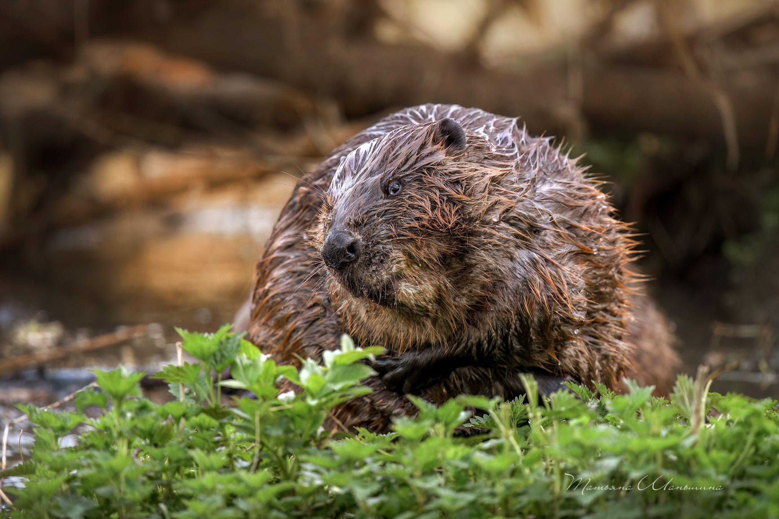 , Татьяна Шаньшина