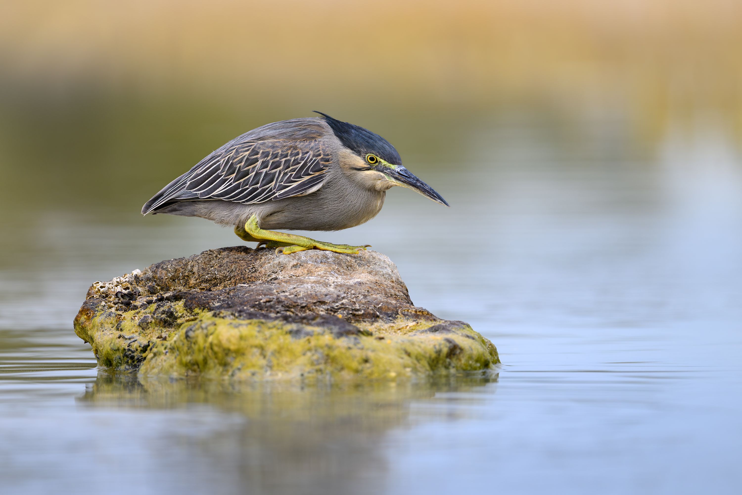 птица, фотоохота, цапля, природа, фауна, Vladimir Kulikov