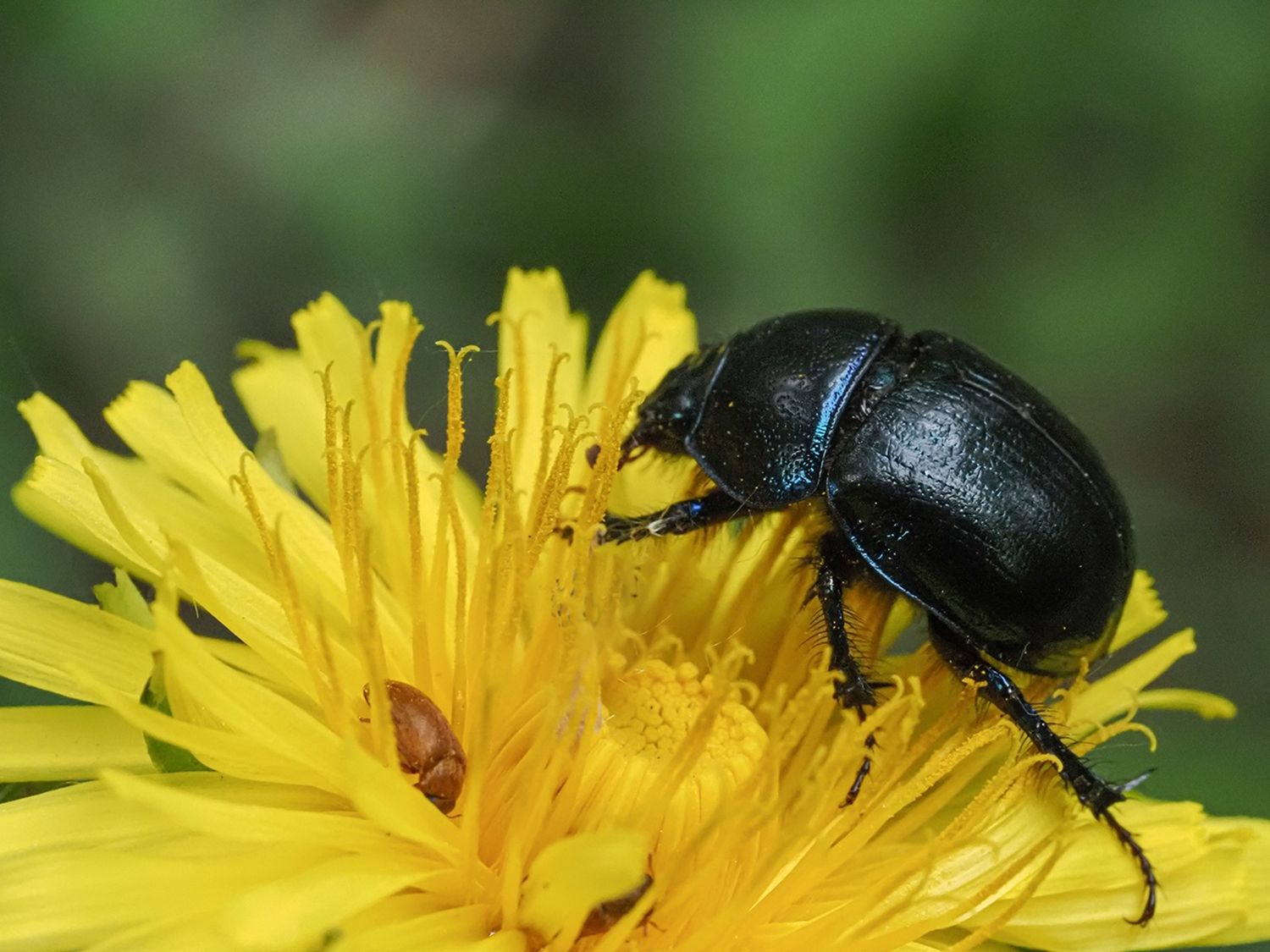 макро, навозник, малинный, Духанин Сергей