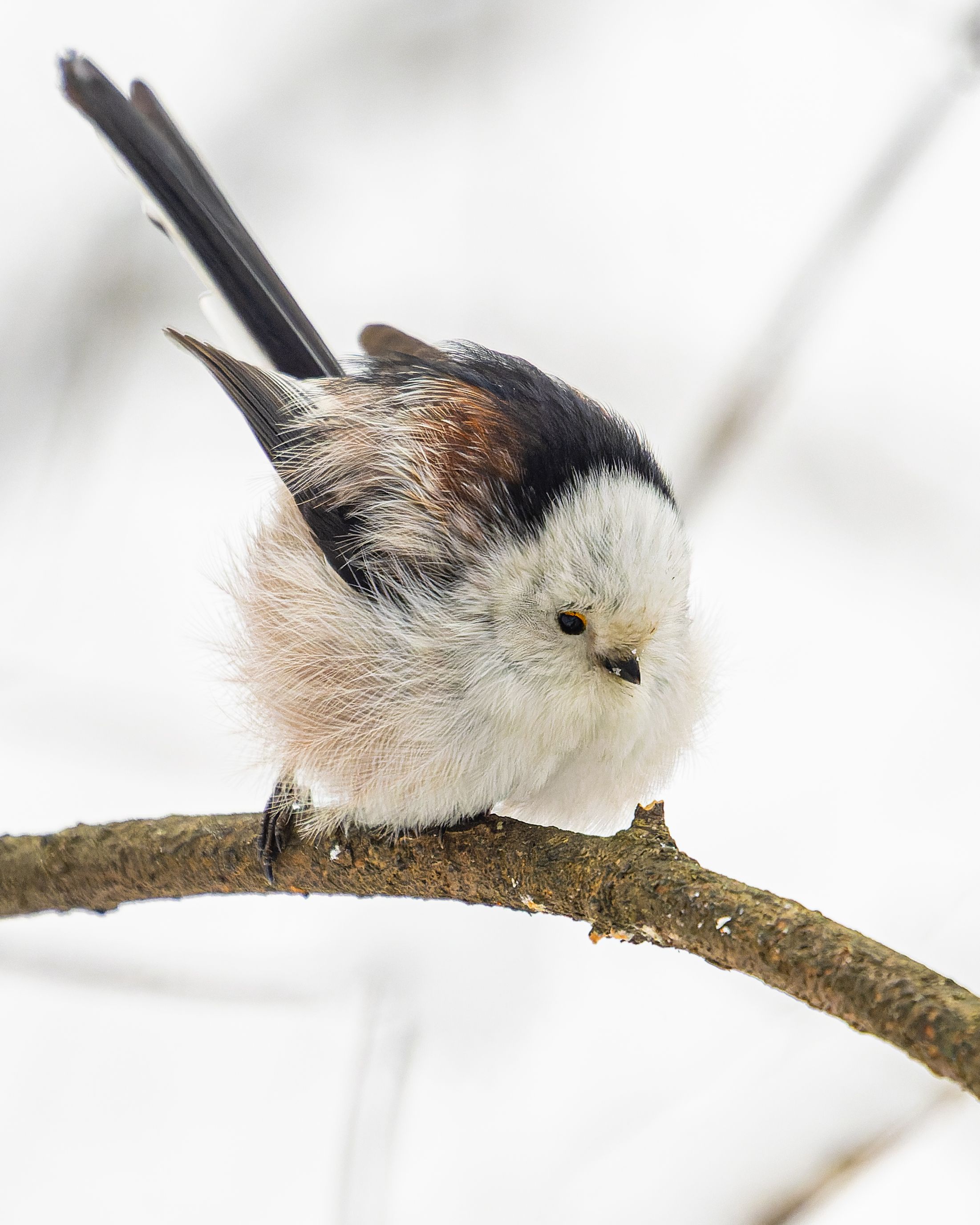 зима, птицы, синица, ополовник, длиннохвостая синица, Руслан Pl