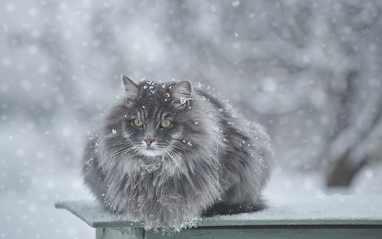 pentacon 2.8/135, Vlad