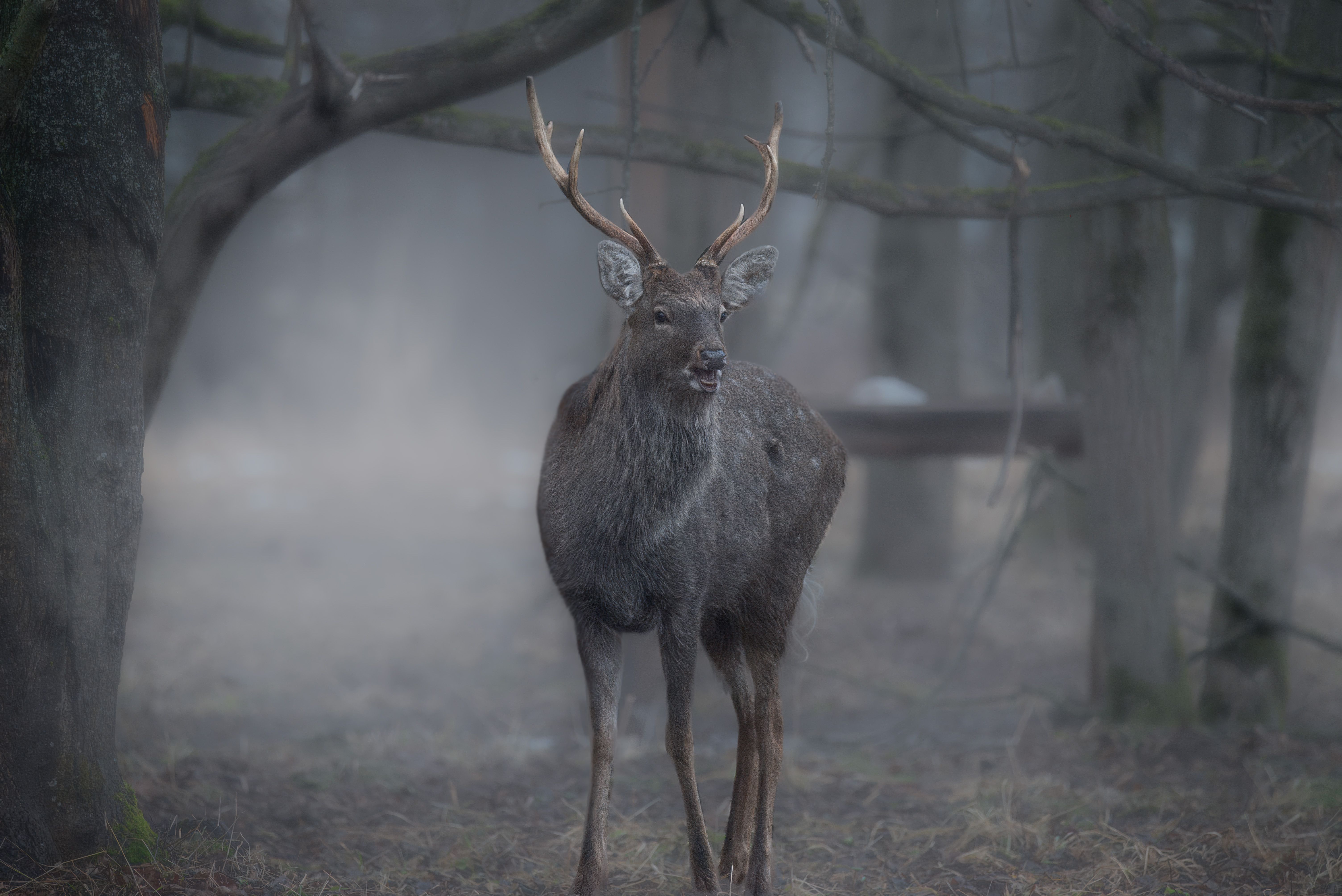 олень, лес, поход, природа, deer, forest, nature, naturephotografy, nikon, nikonrussia, никон, Сергей Немцев