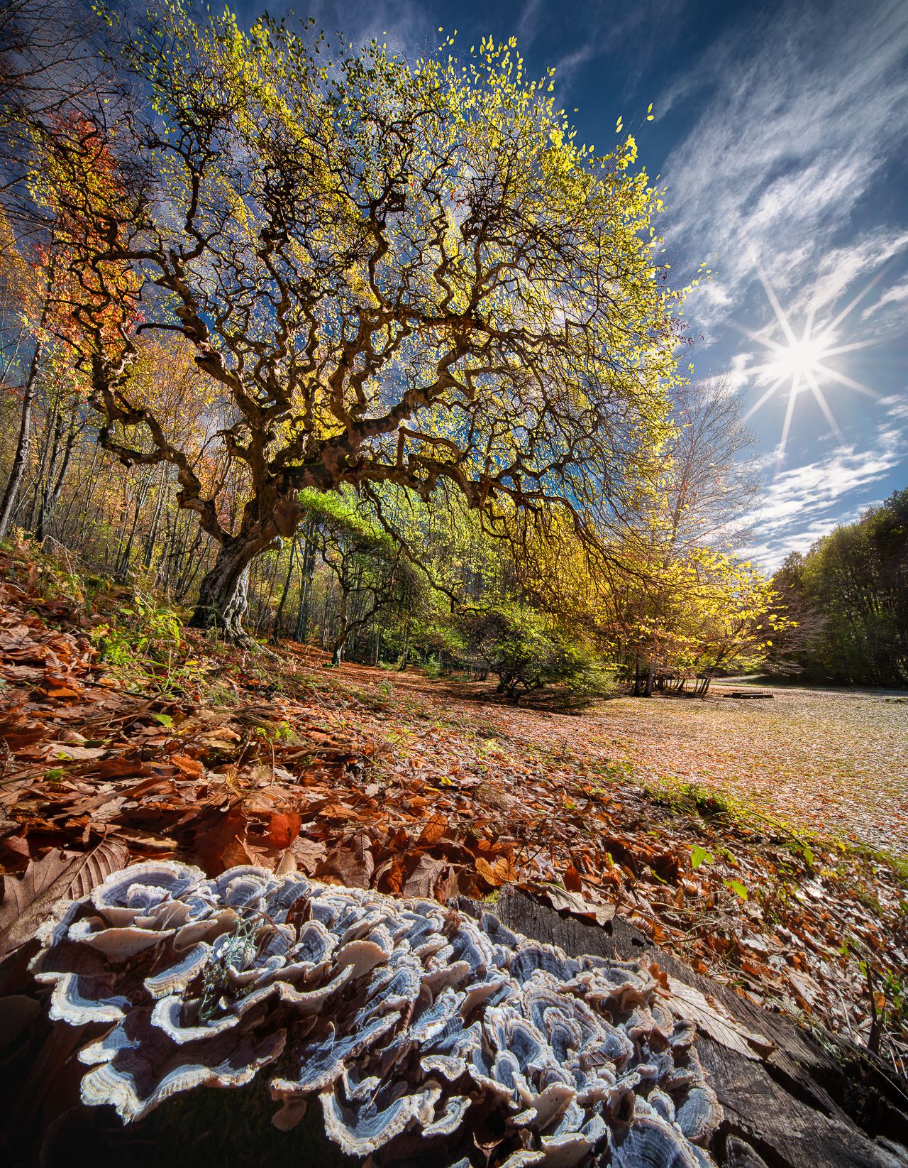 bulgaria, old tree, autumn, Калин Панчев