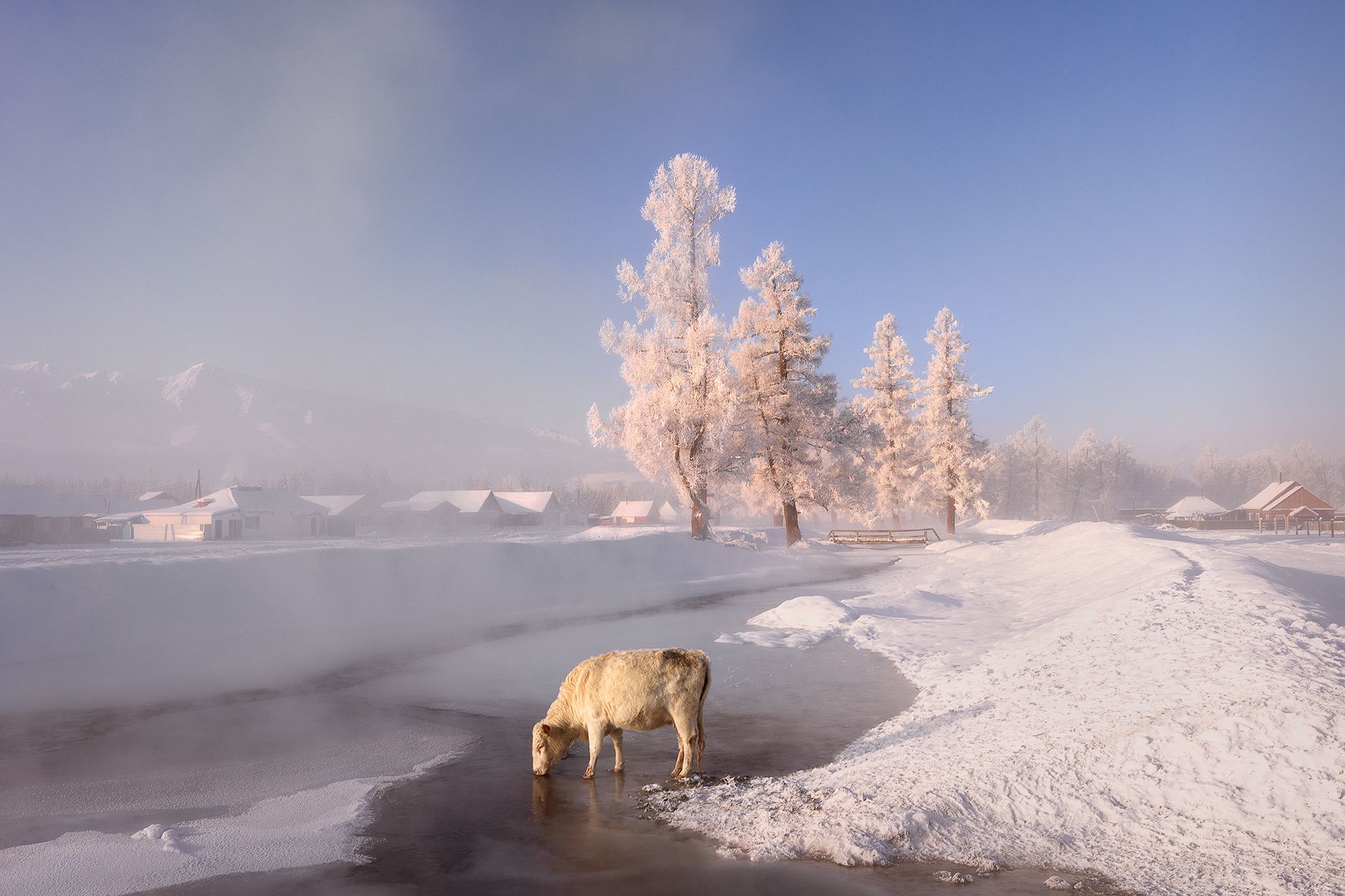 алтай, республика алтай, курай, зима, алтай, зимний алтай, Дмитрий Купрацевич