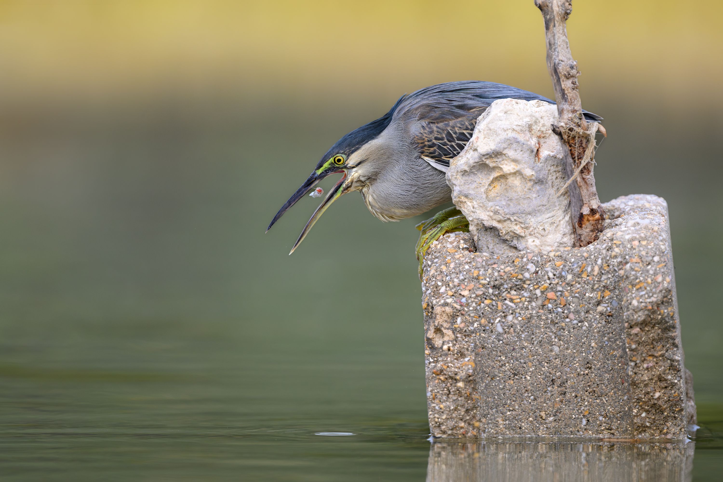 птица, фотоохота, цапля, природа, фауна, Vladimir Kulikov