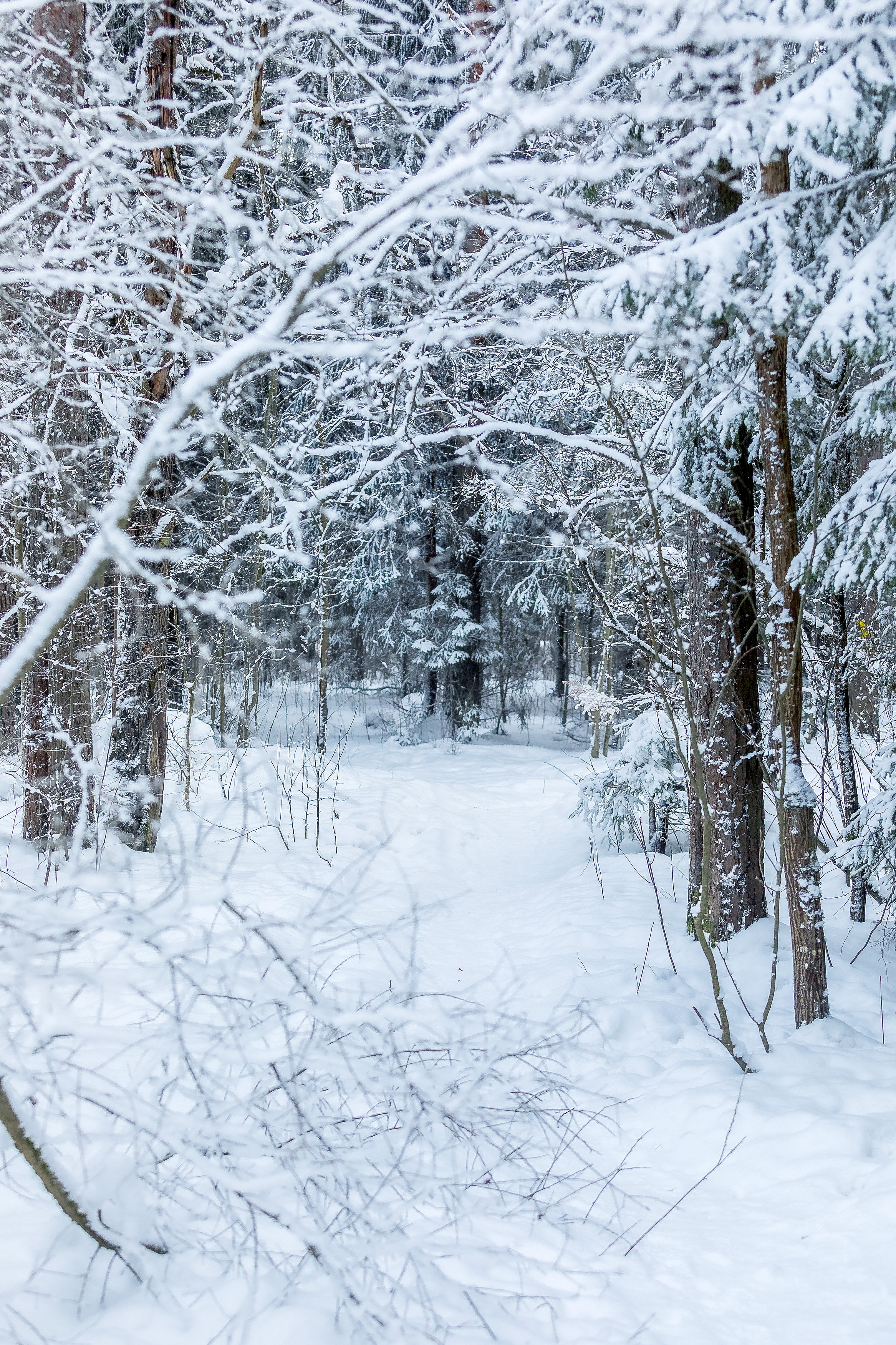 зима, природа, пейзаж, иней, Игнатьев Александр